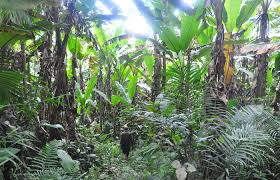 Safari in Virachey National Park