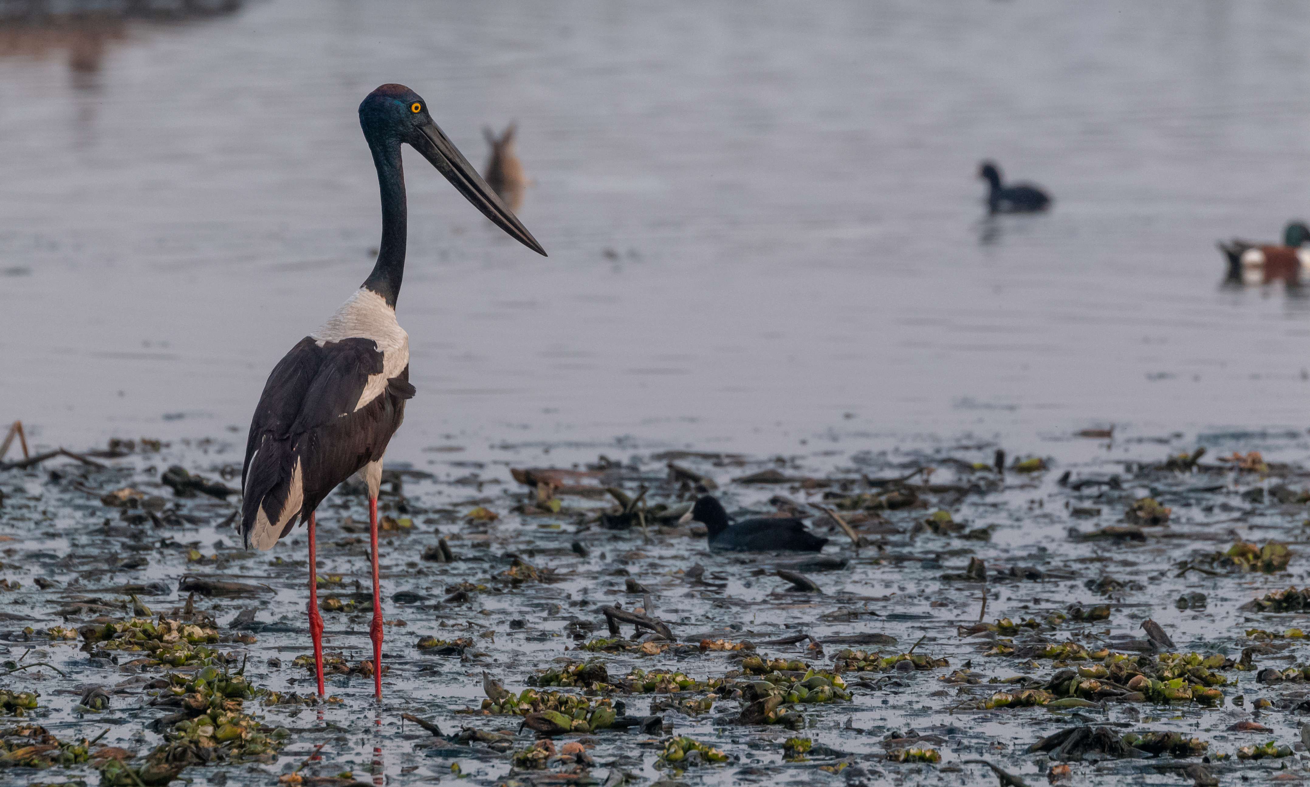 Kanwar Lake Bird Sanctuary