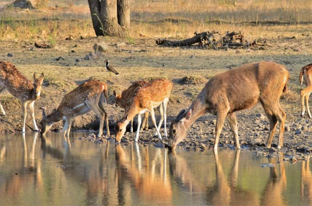 Udaypur Wildlife Sanctuary