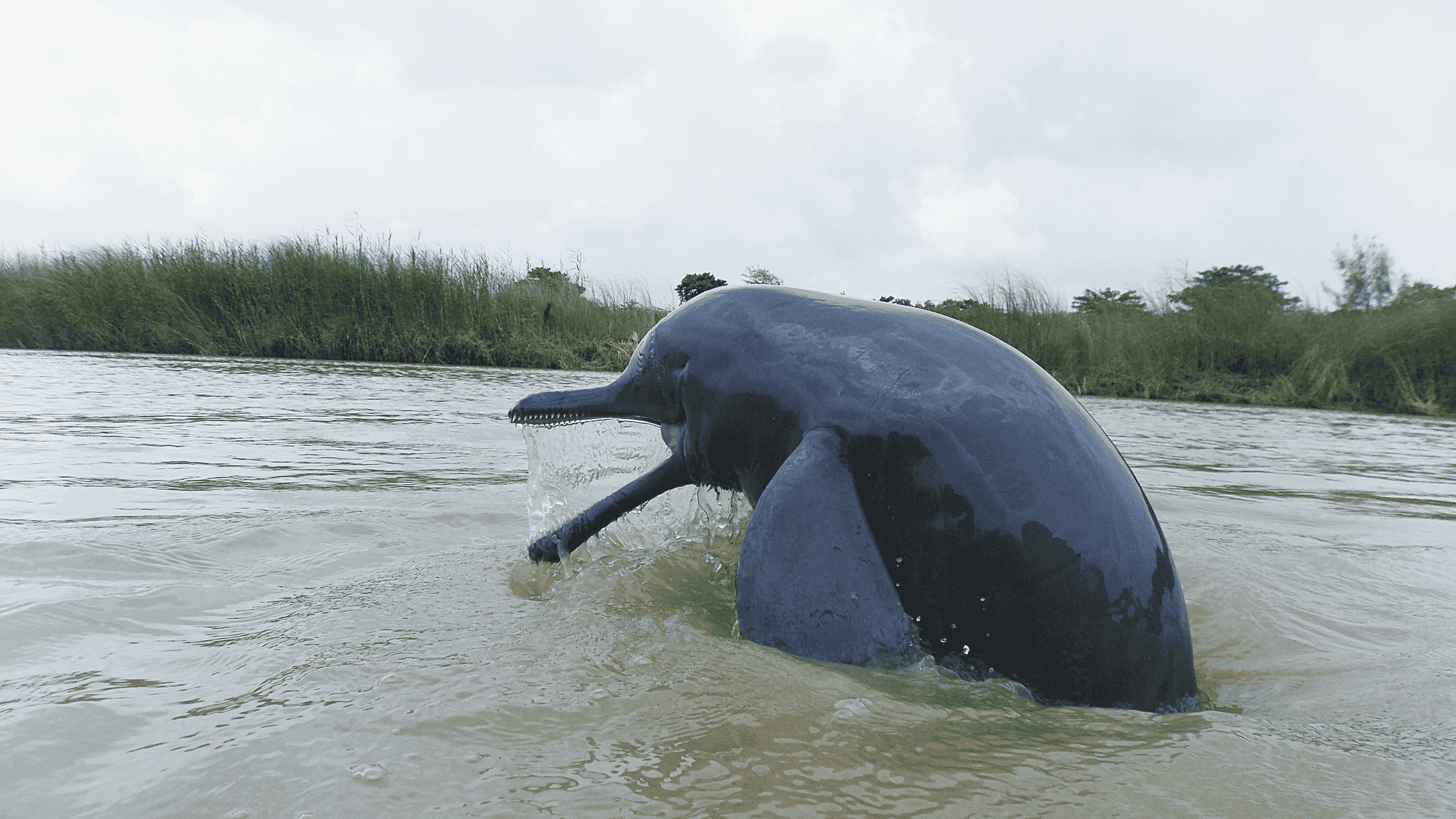 Vikramshila Gangetic Dolphin Sanctuary