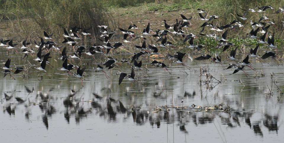 Gogabil Bird Sanctuary