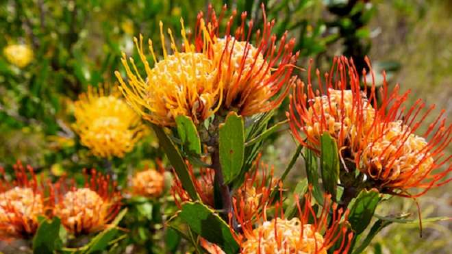 Van Stadens Wildflower Reserve