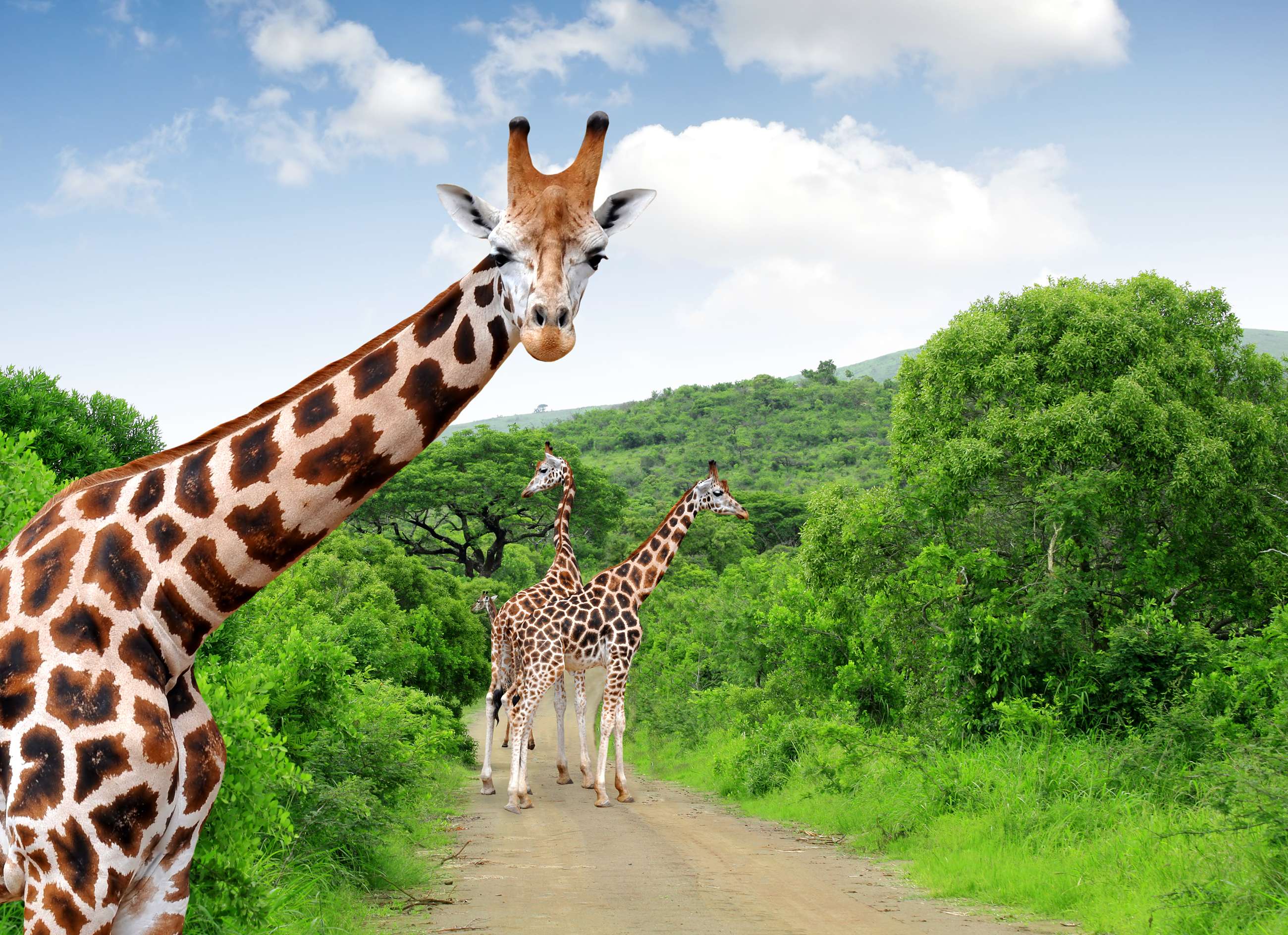 National Zoological Gardens of South Africa