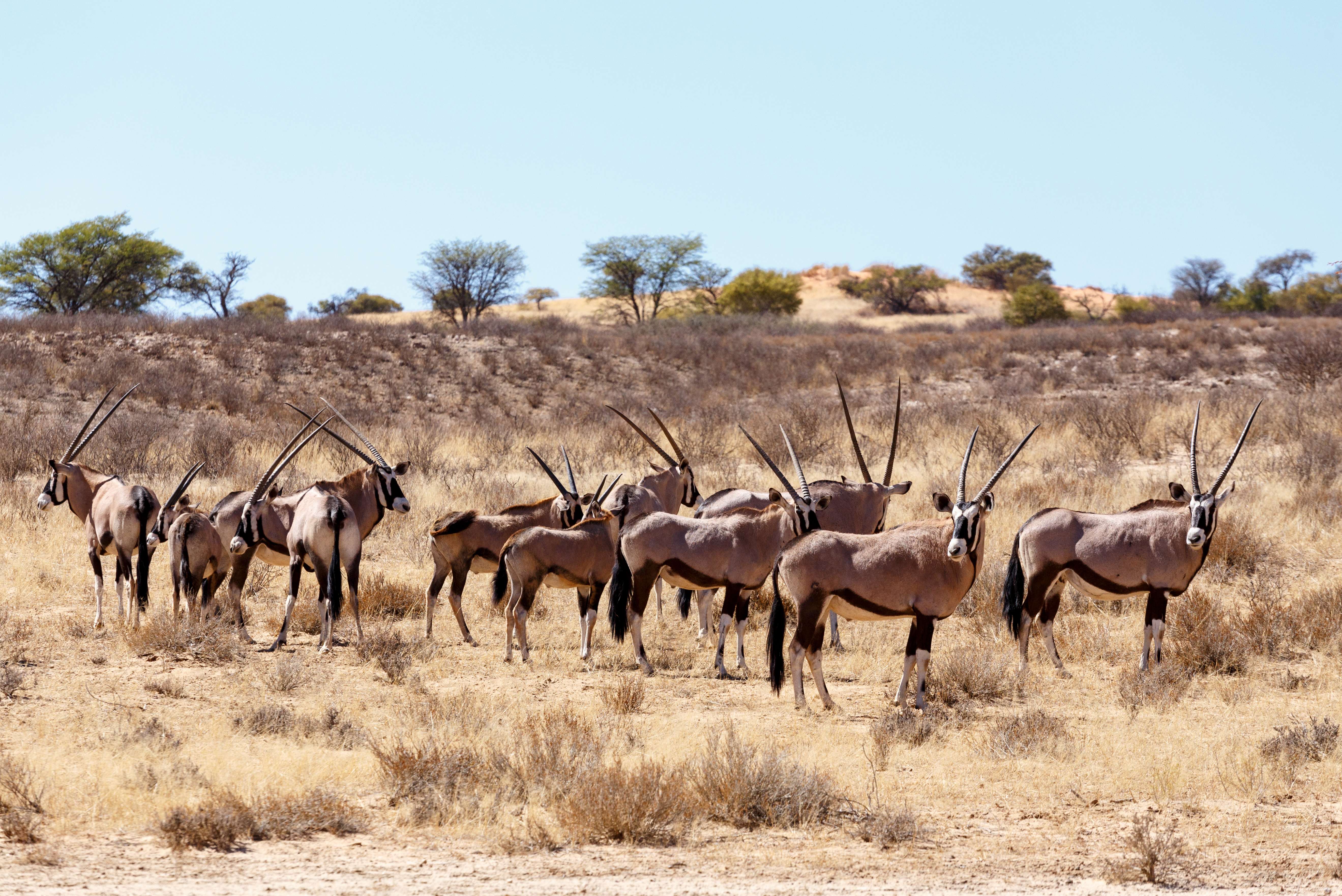 Kgalagadi National Park