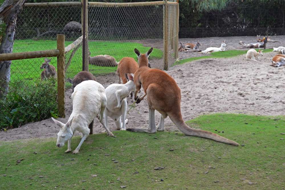Explore Caversham Wildlife Park
