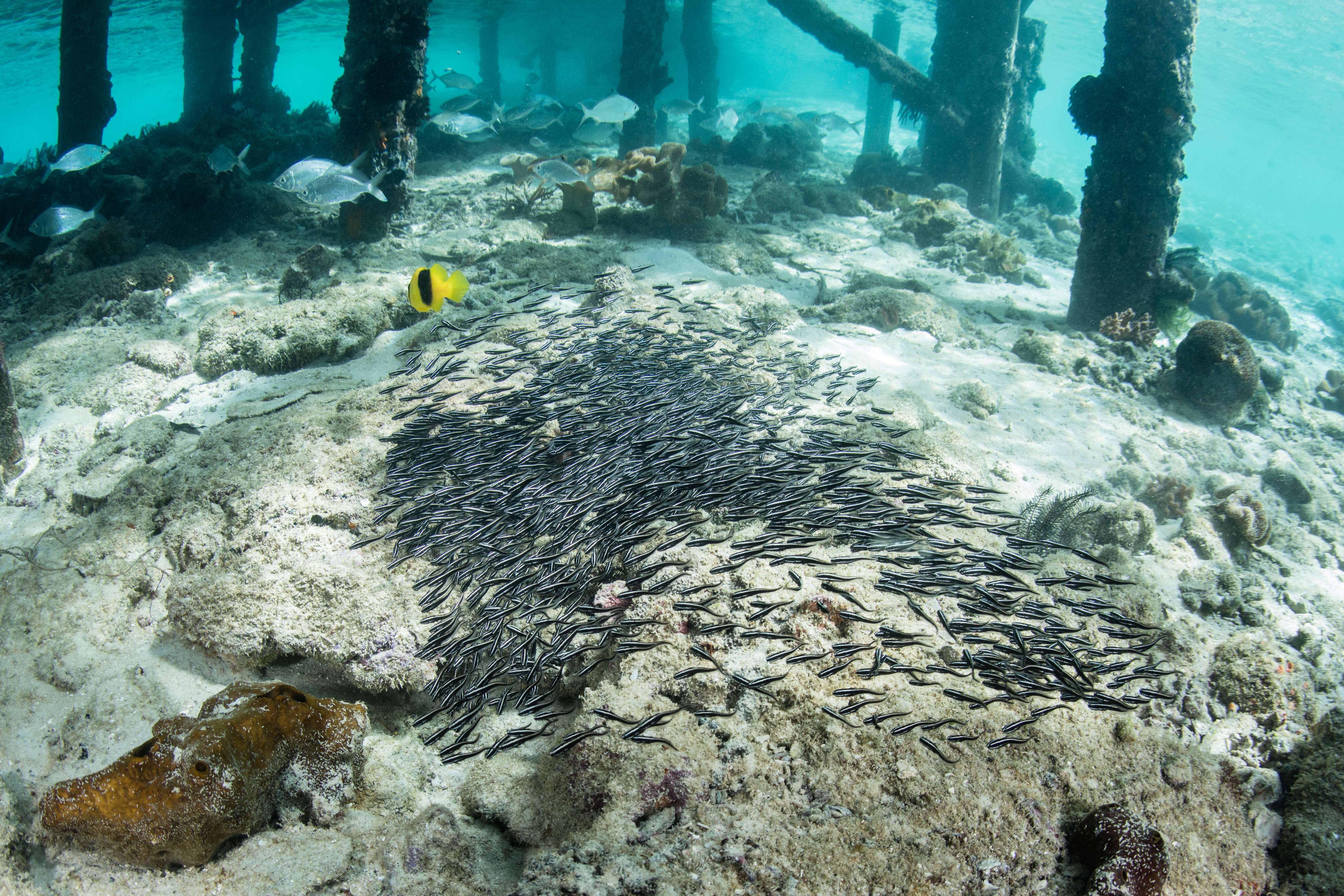 Fish Feeding at the Jetty