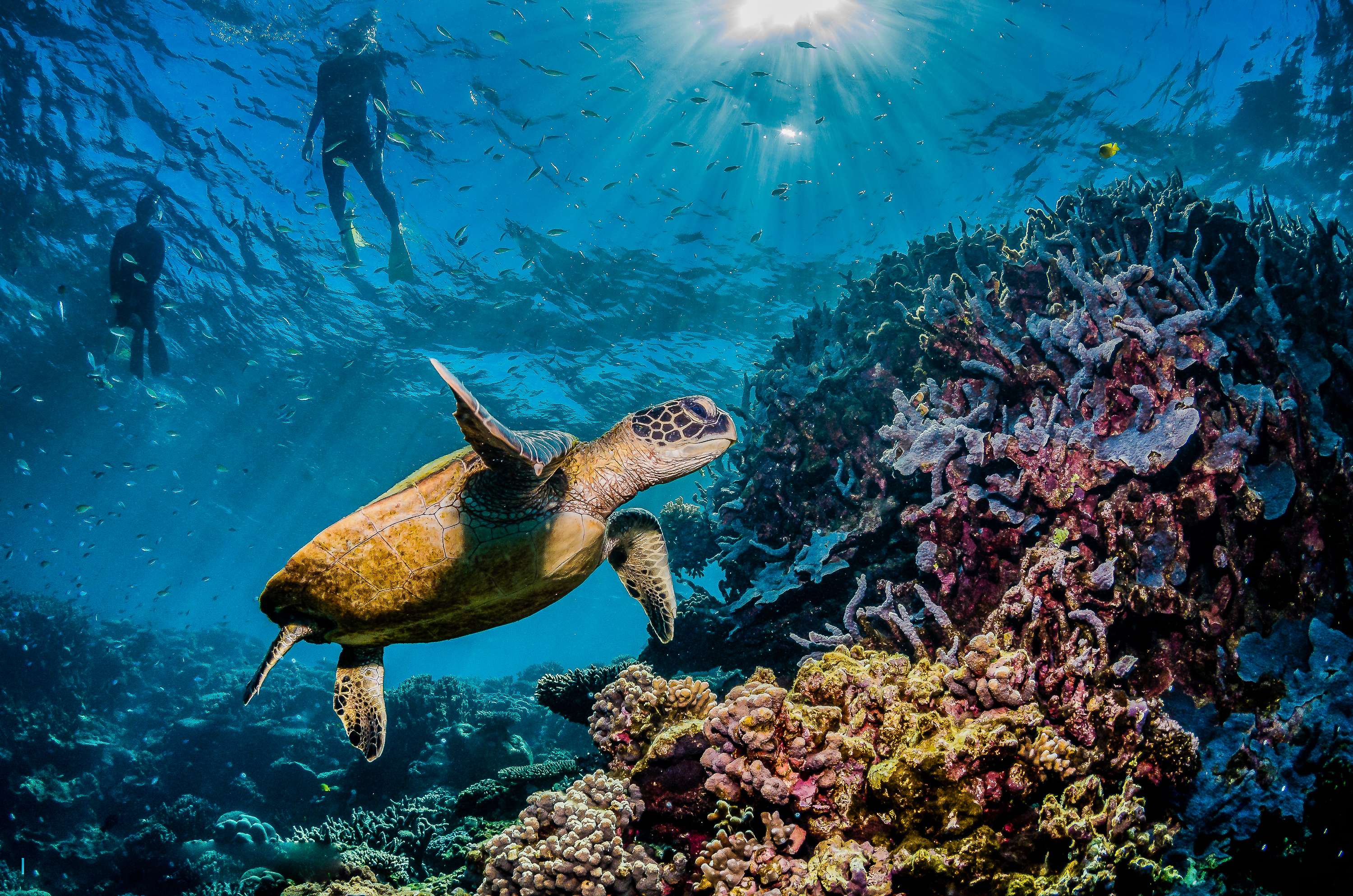 Snorkelling at the Great Barrier Reef