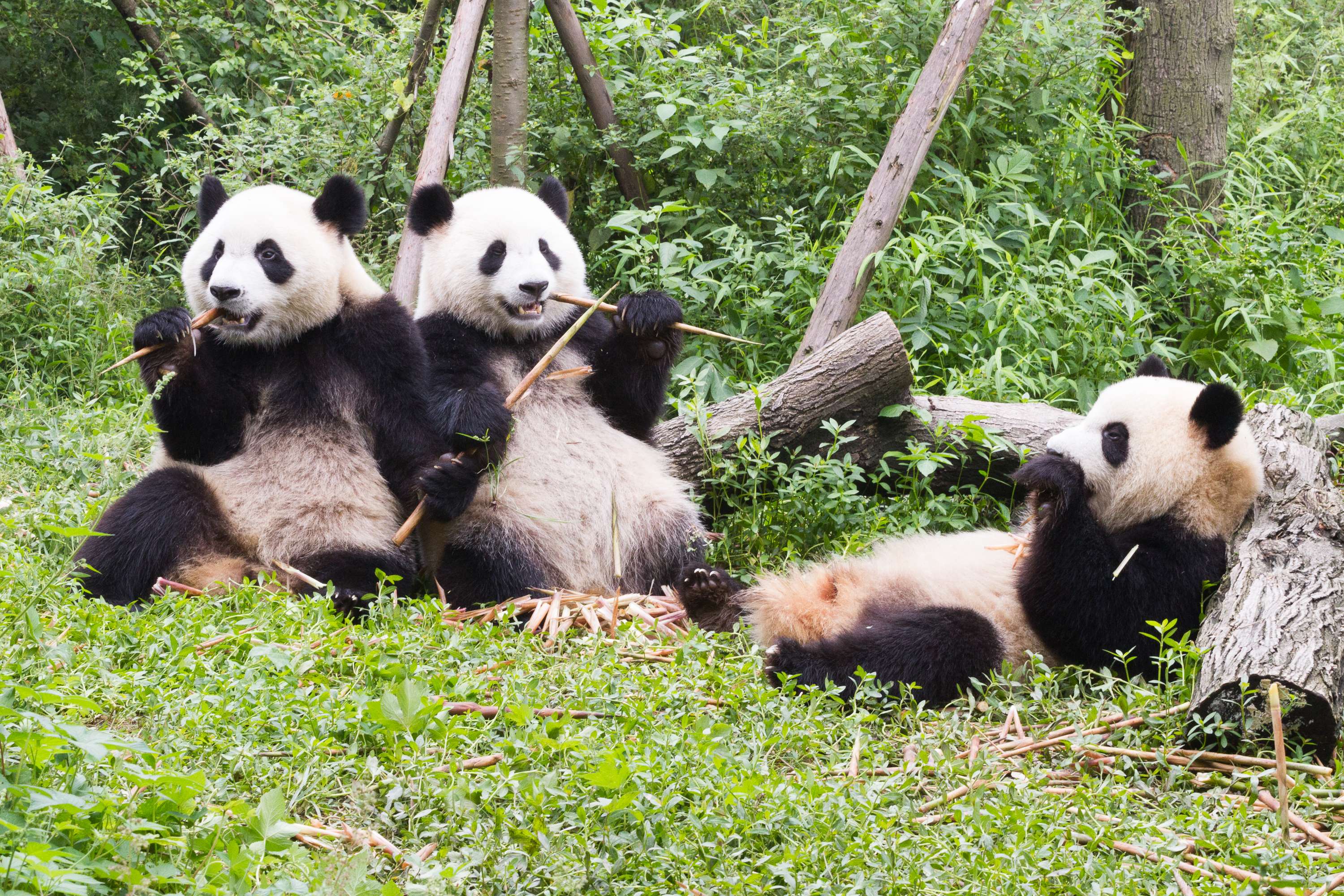Chengdu Research Base of Giant Panda Breeding