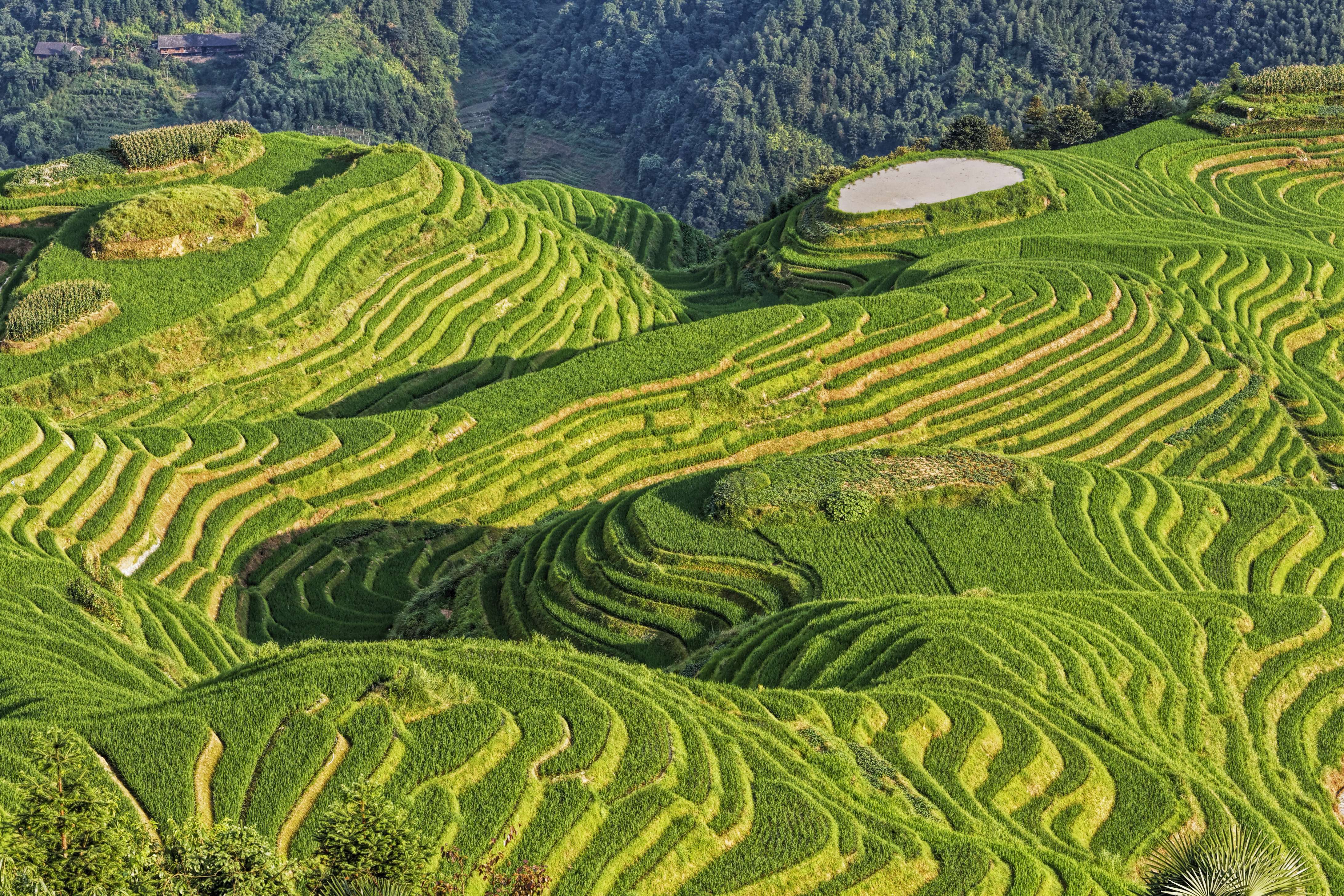 Longji Rice Terrace