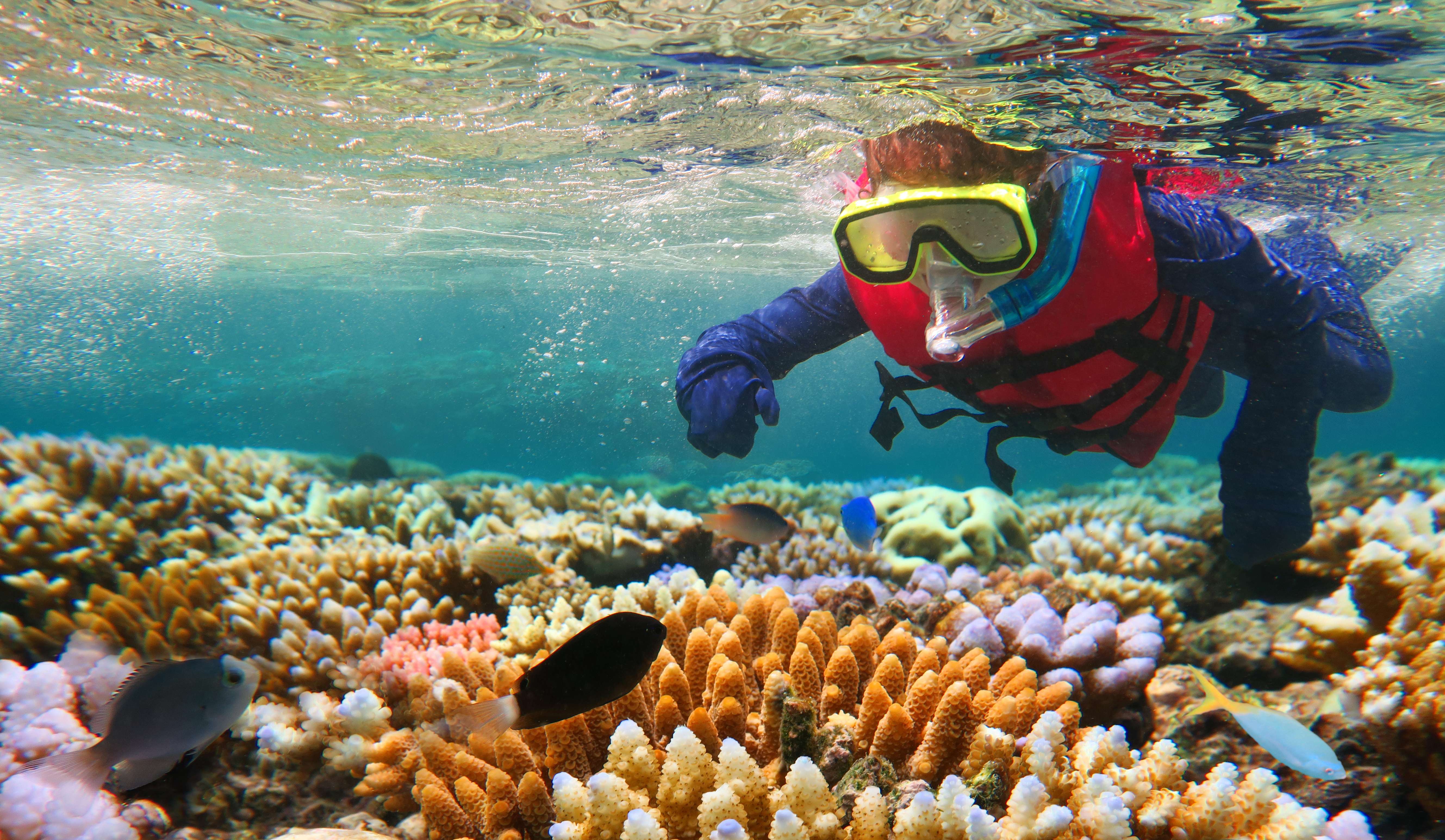 Explore the Great Barrier Reef