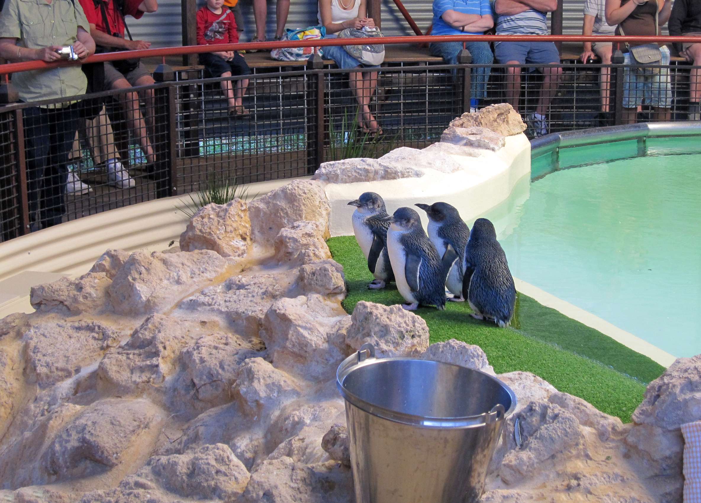 Visit Penguin Discovery Centre