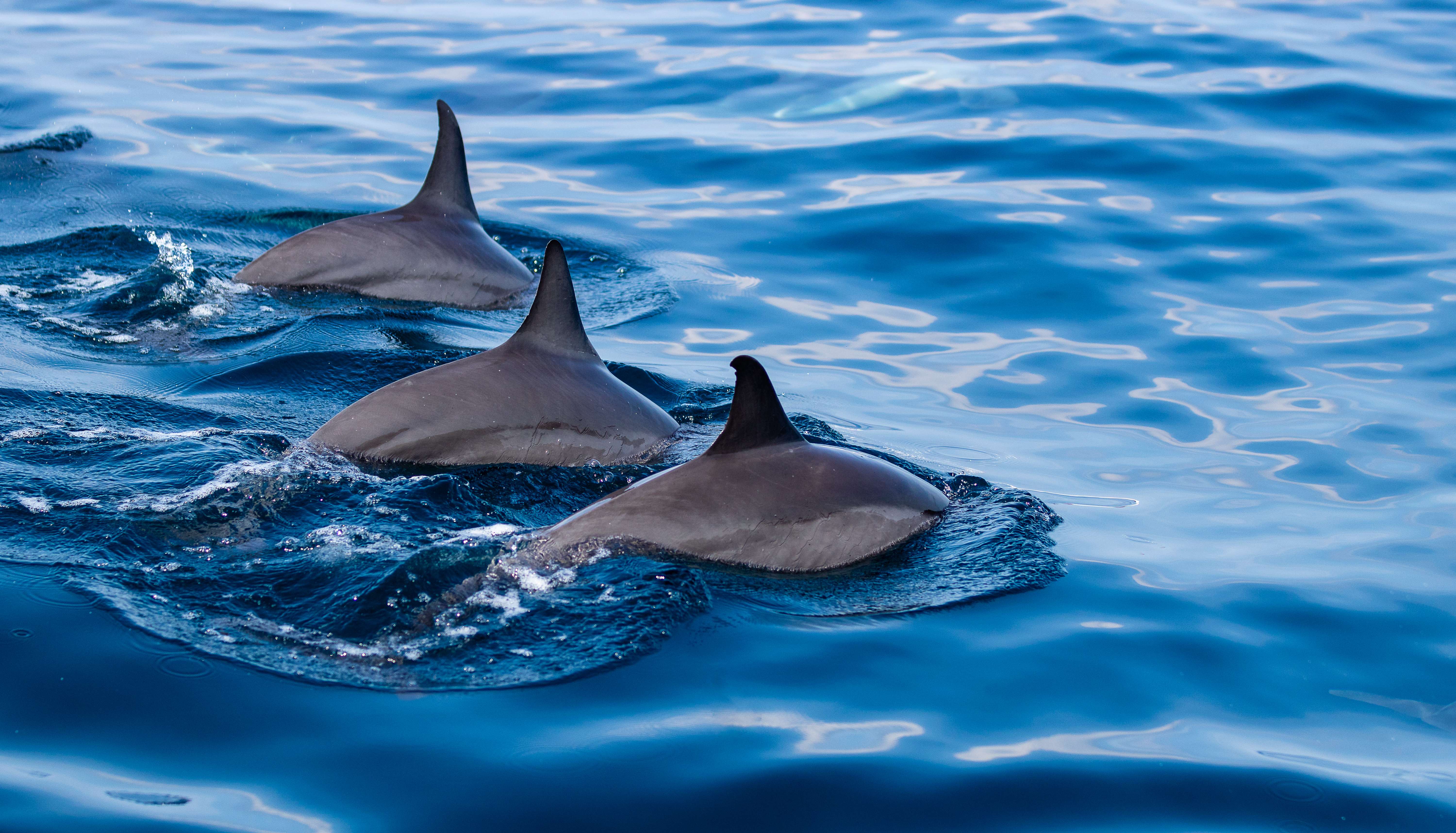 Dolphin Watching from Cruise