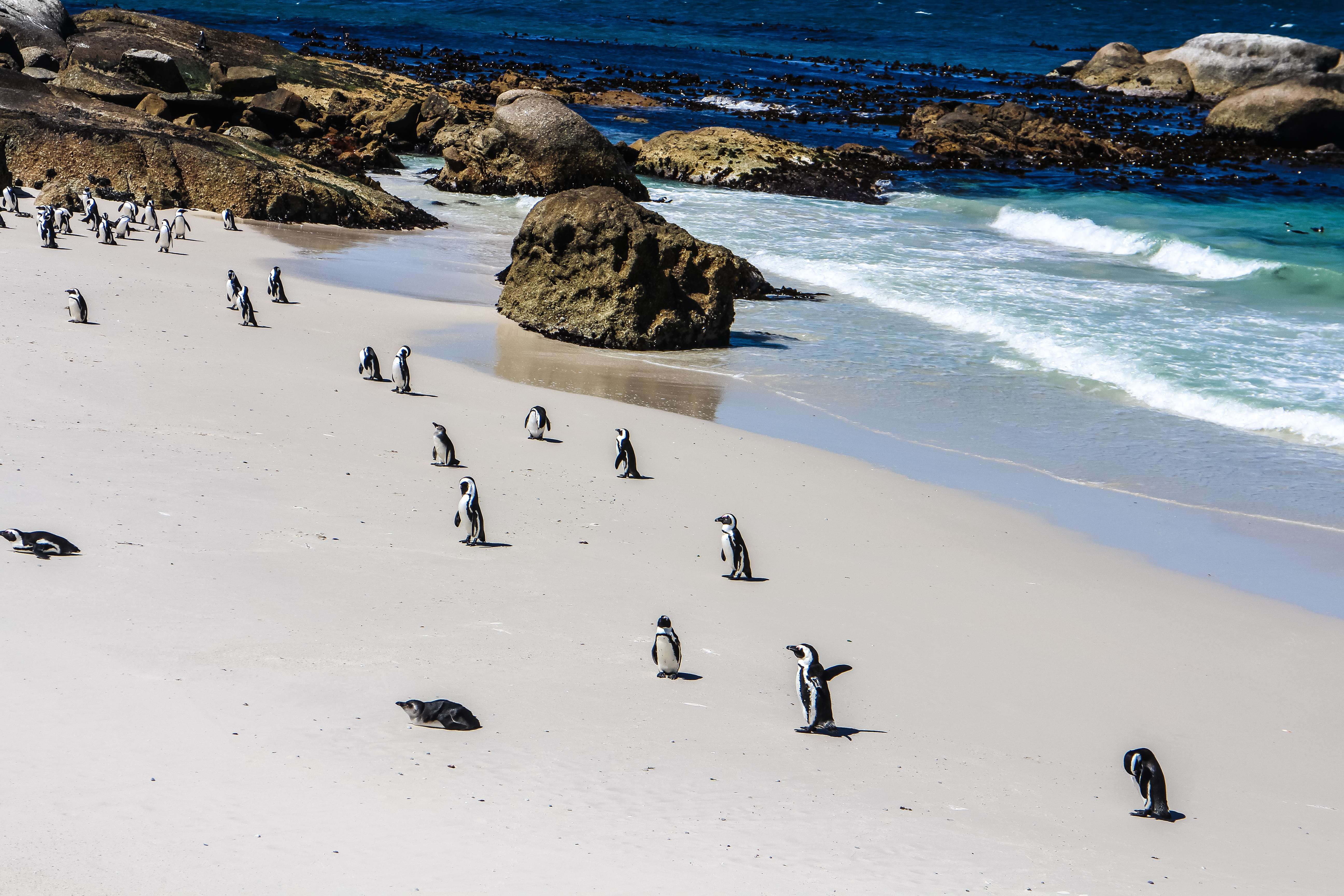 Explore the Penguin’s Colony