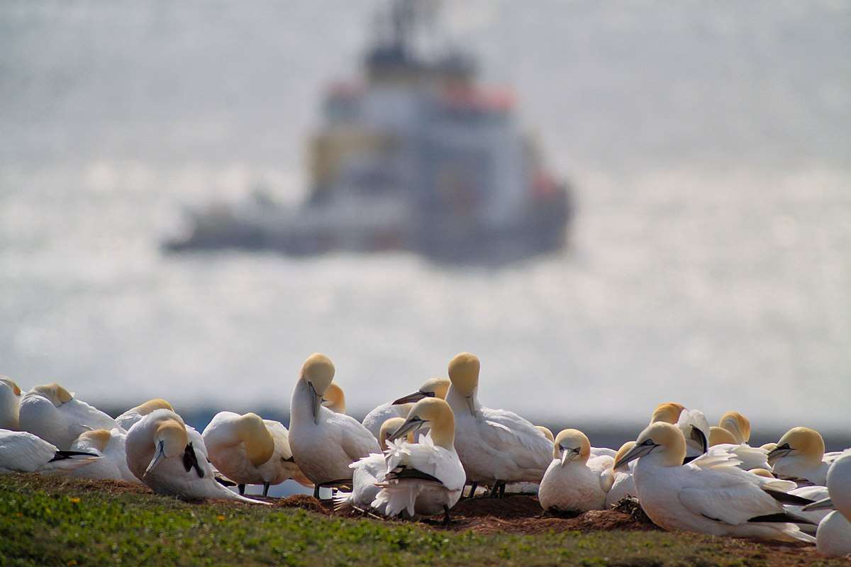 Bird Watching at Point Danger Gannet Colony