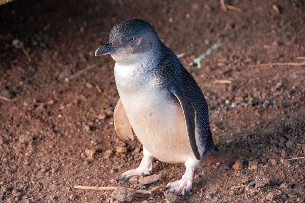 Witness Penguin Parade on Phillip Island