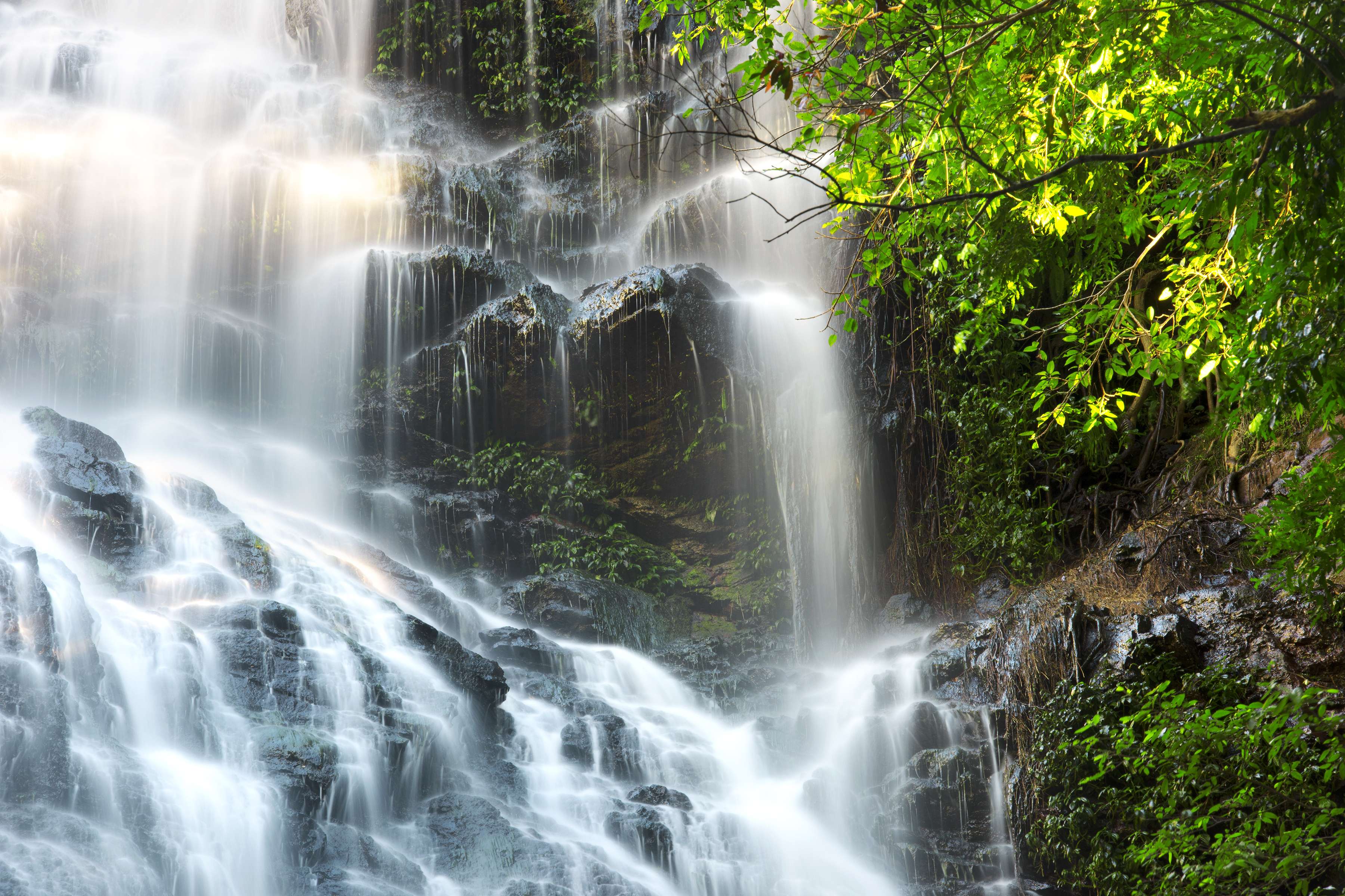 Explore the Kondalilla Falls