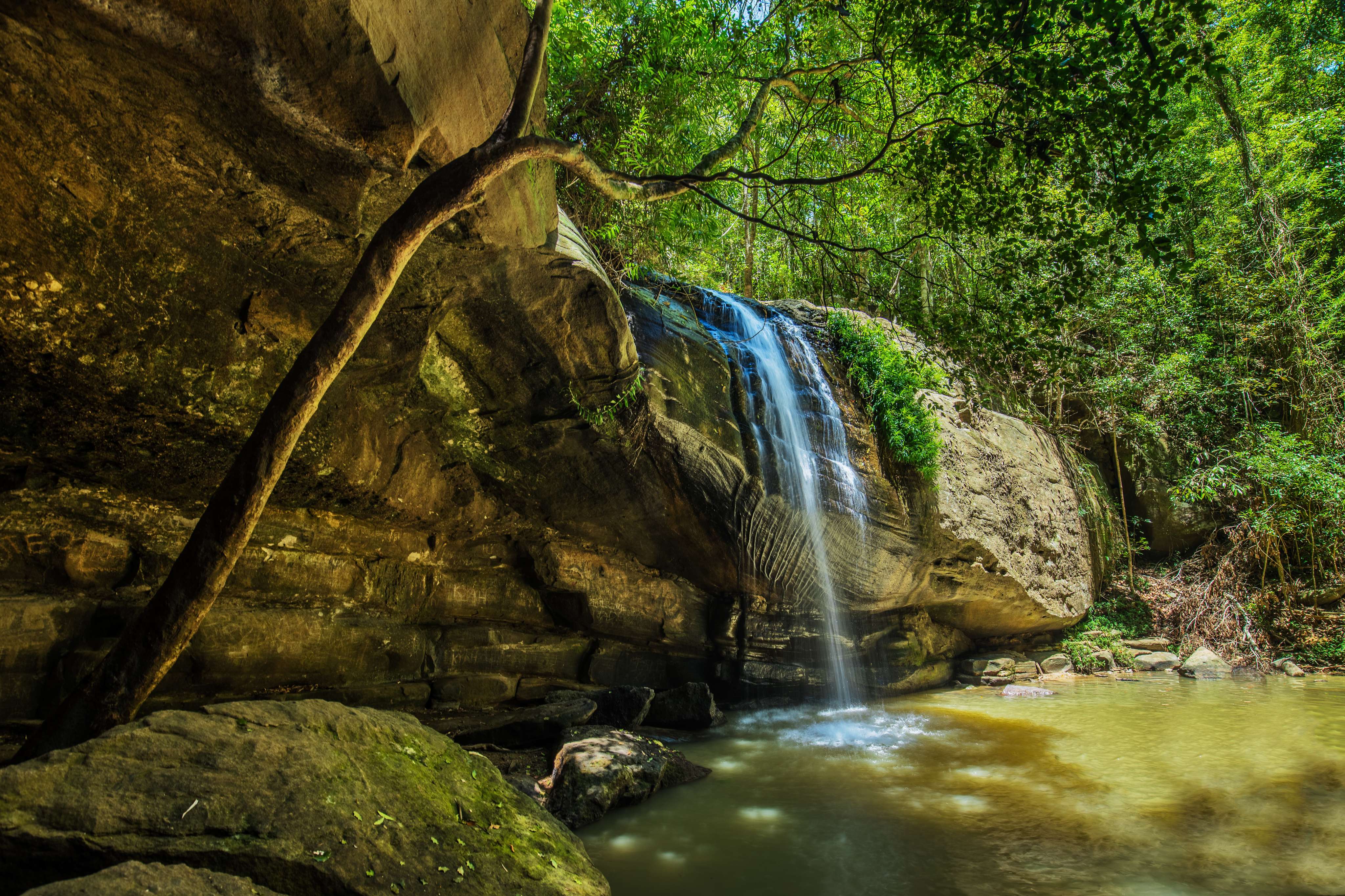 Visit Buderim Forest Park