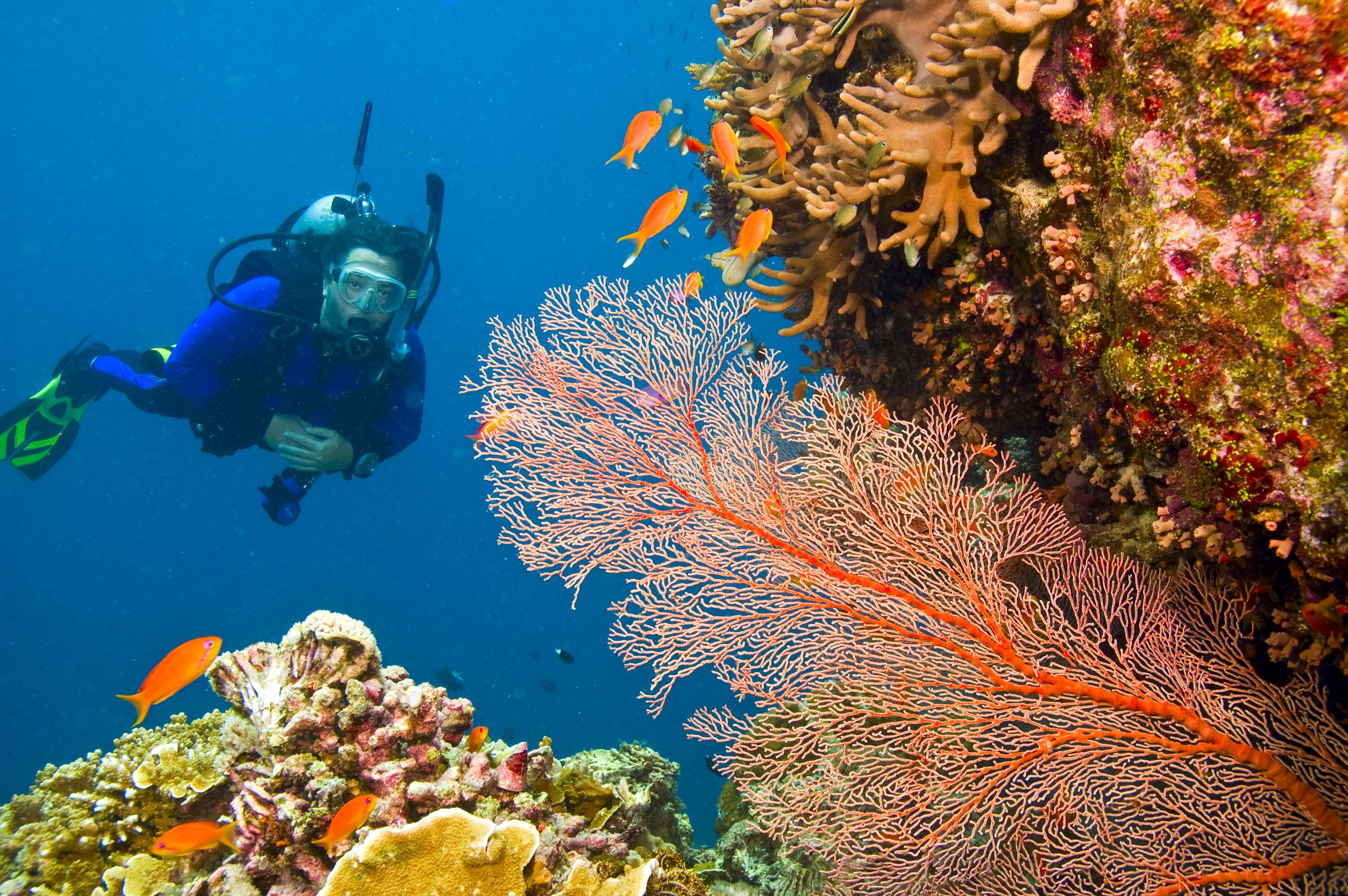 Scuba diving at the Great Barrier Reef