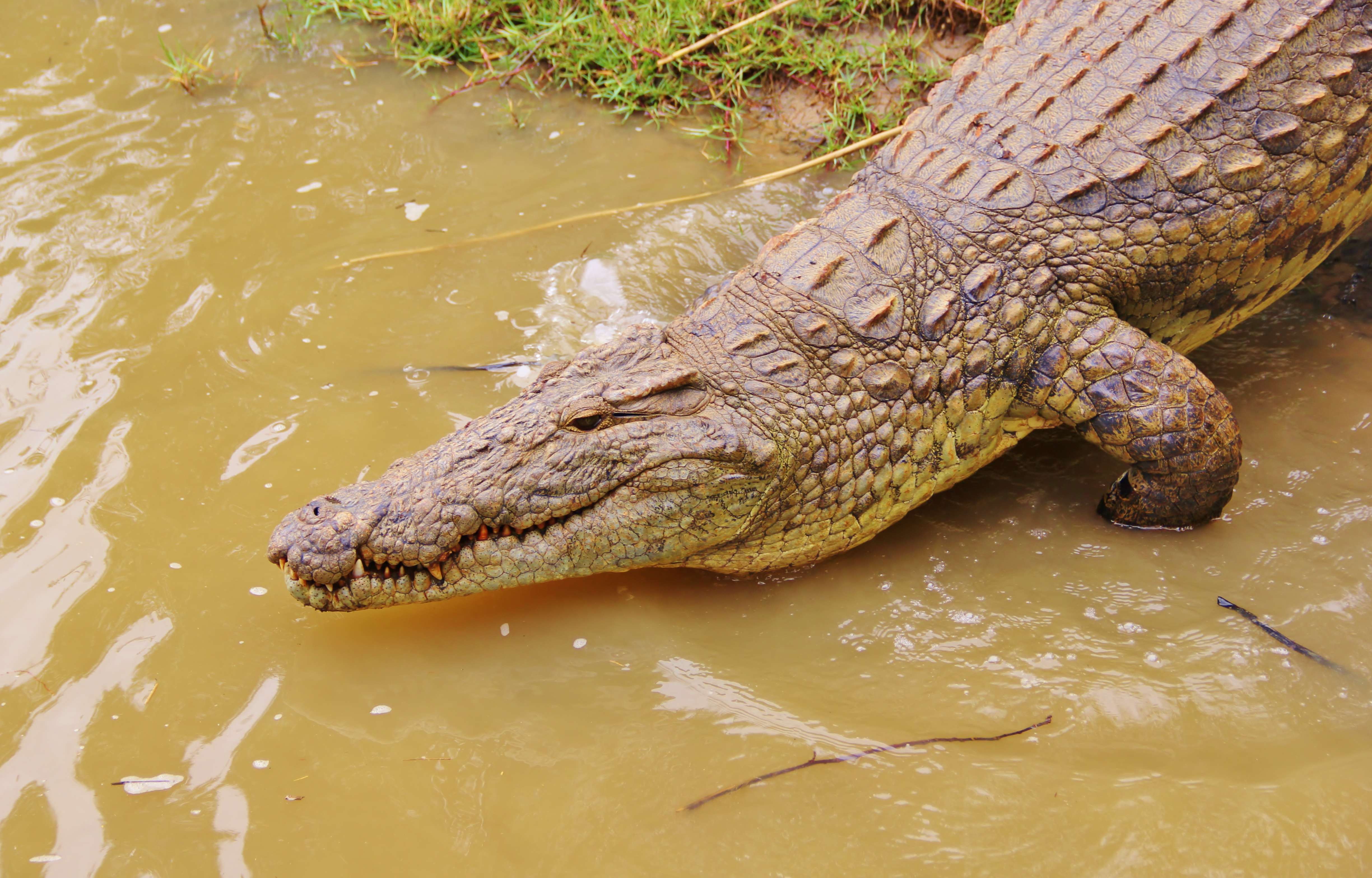 Go for a Crocodile Safari