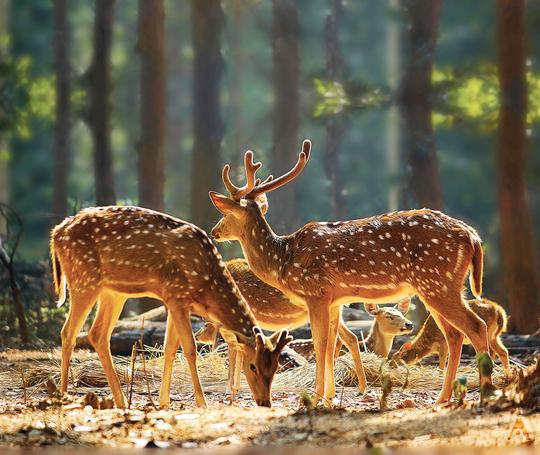 Gautam Buddha Sanctuary