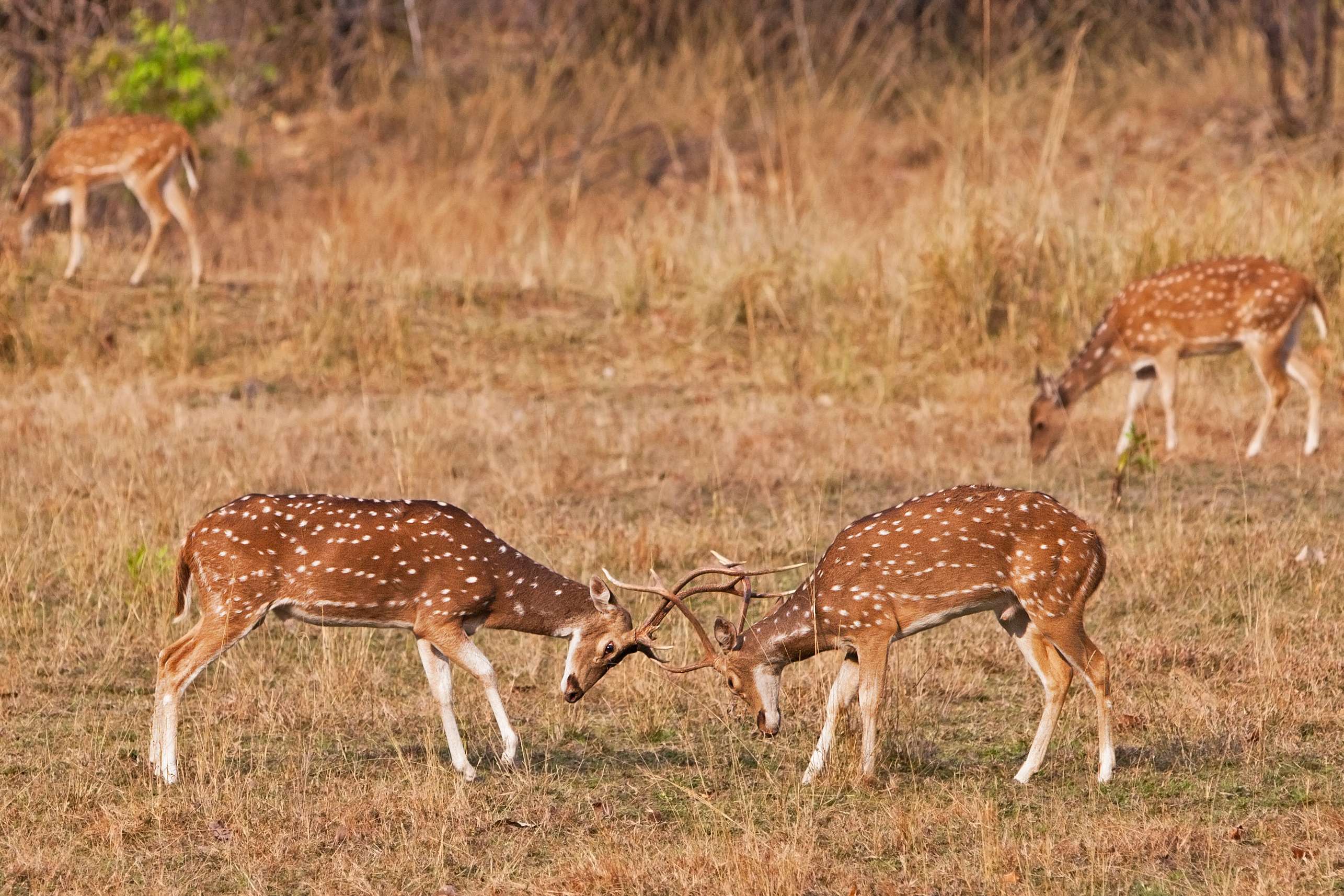 Bandhavgarh National Park