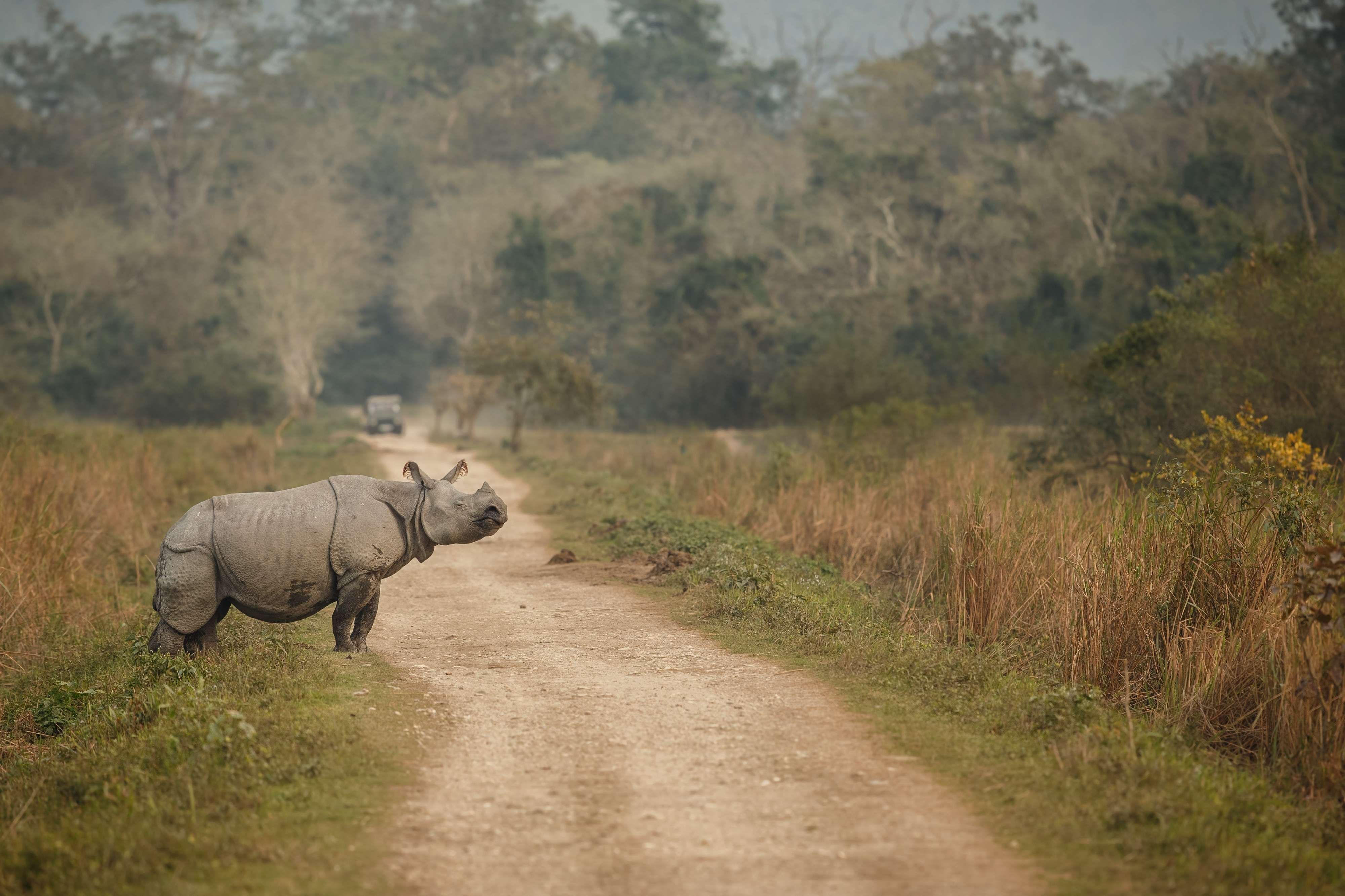 Kaziranga National Park