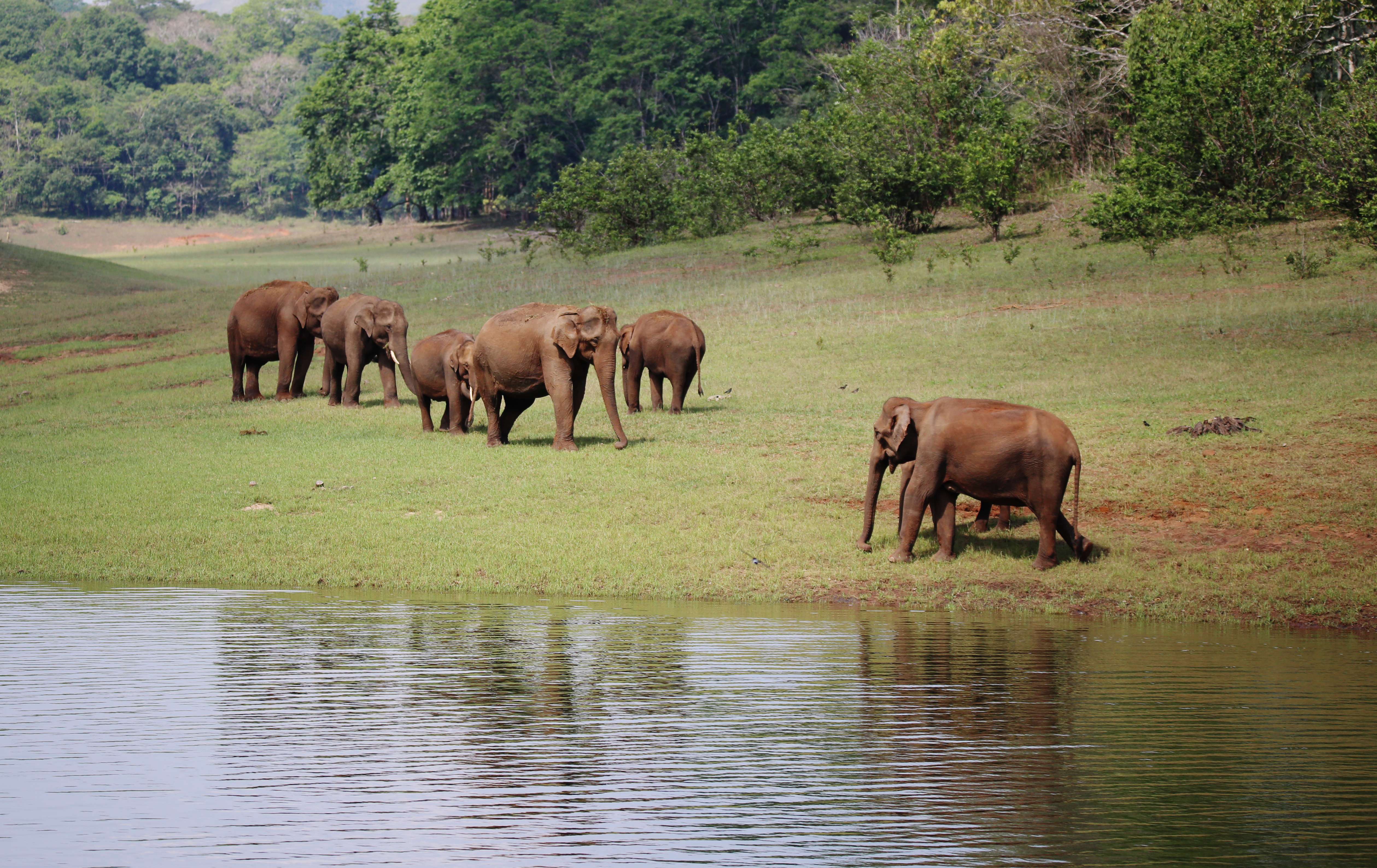 Periyar Wildlife Sanctuary