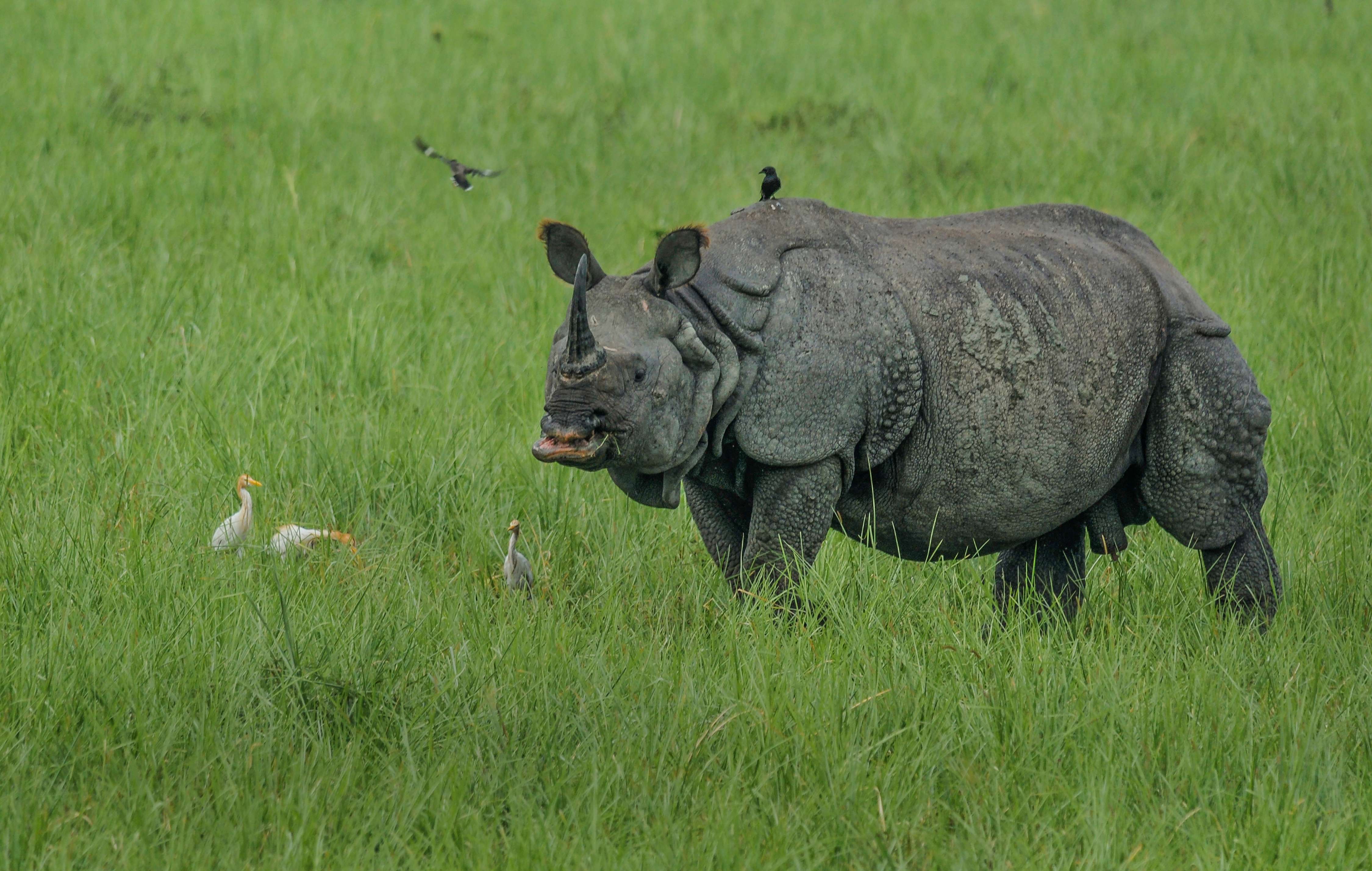 Manas Wildlife Sanctuary