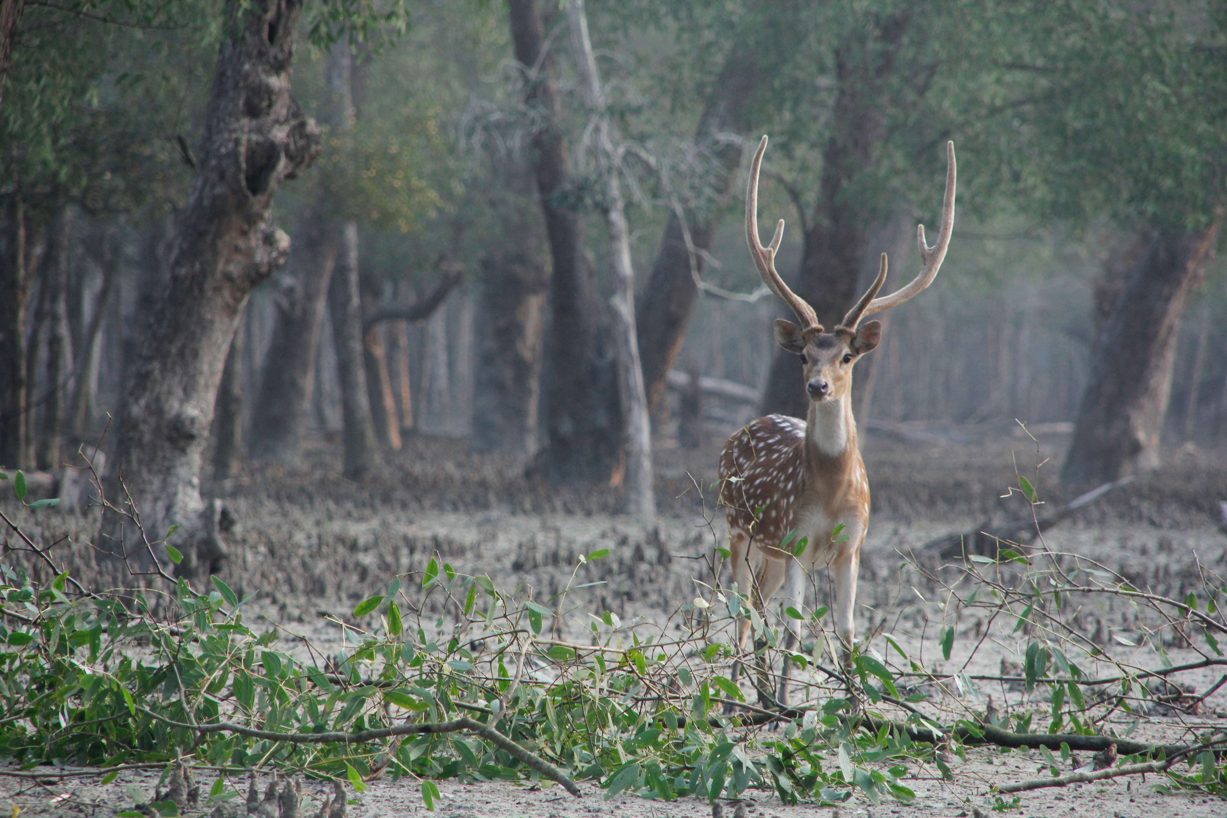 Sundarbans National Park