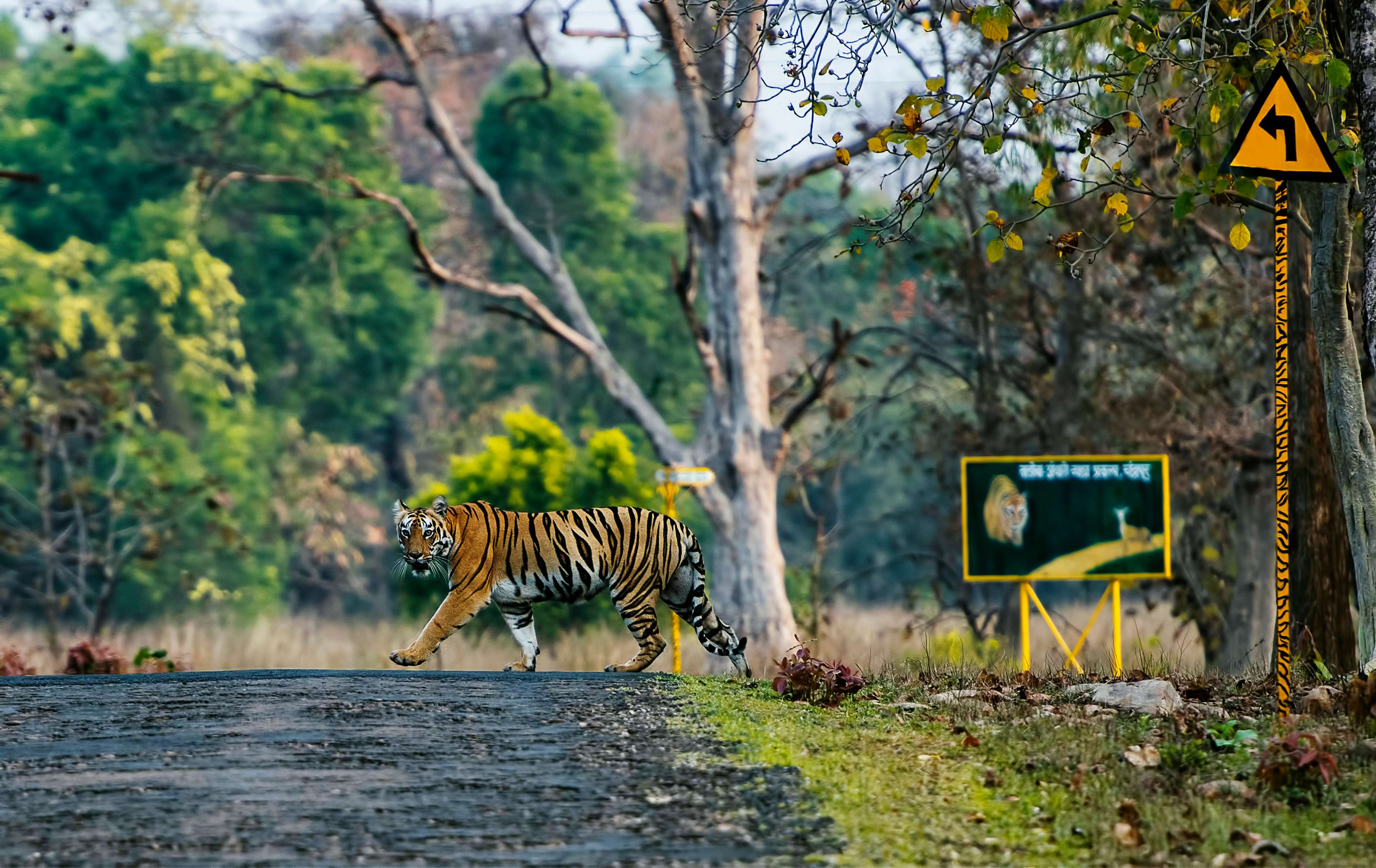 Tadoba National Park