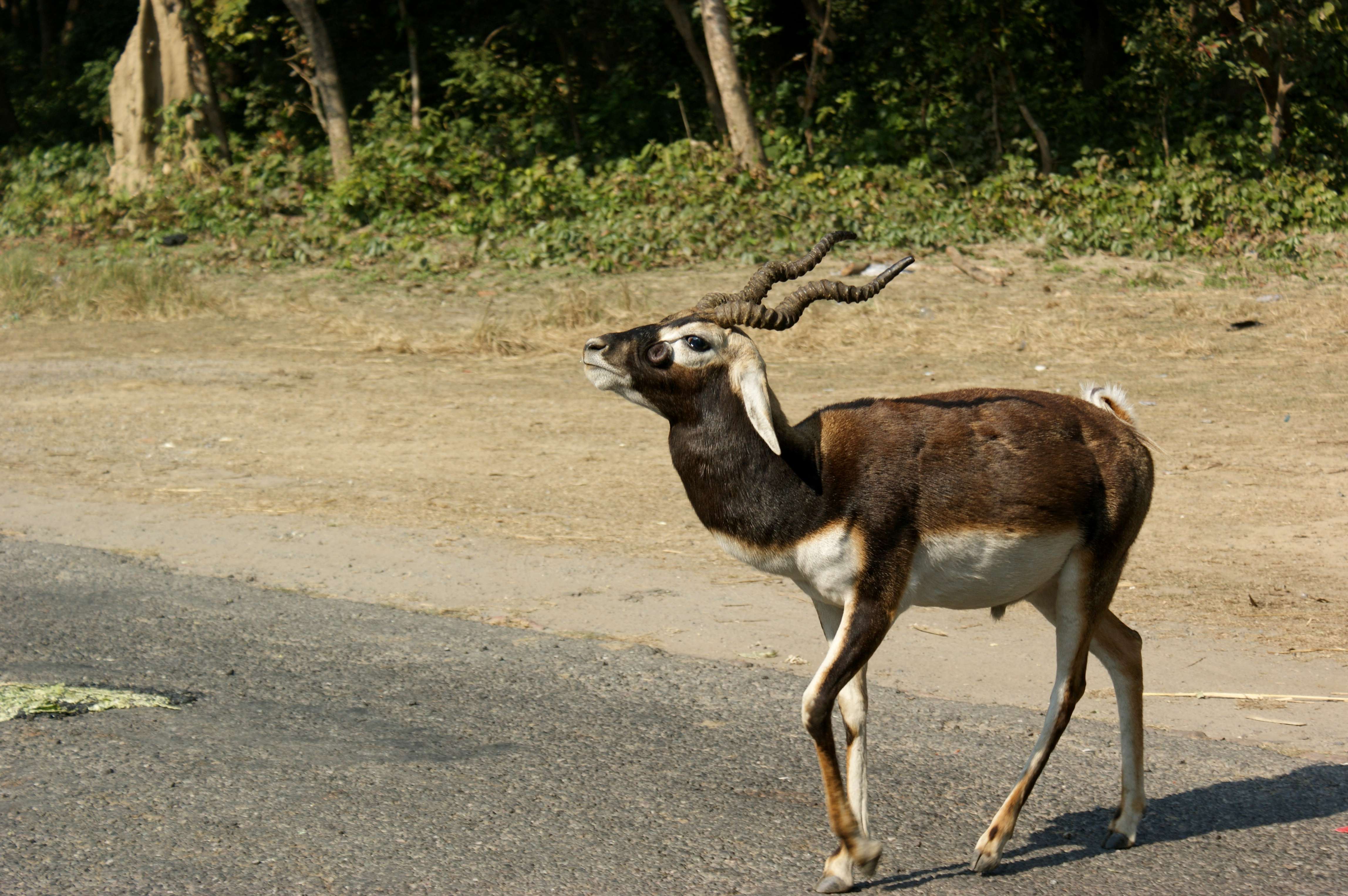 Dudhwa National Park