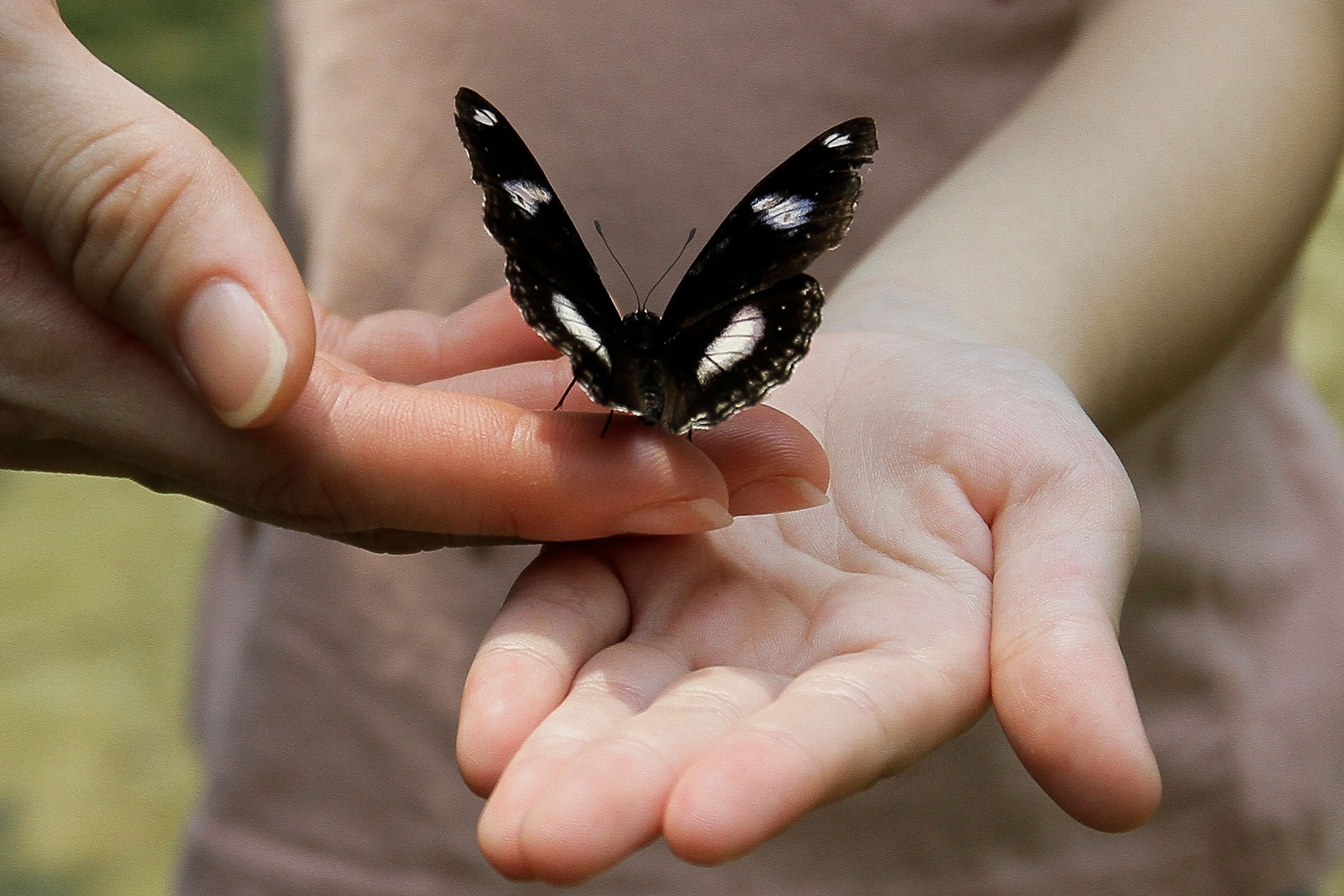 Gaze at the Beauty of Kuala Lumpur Butterfly Park