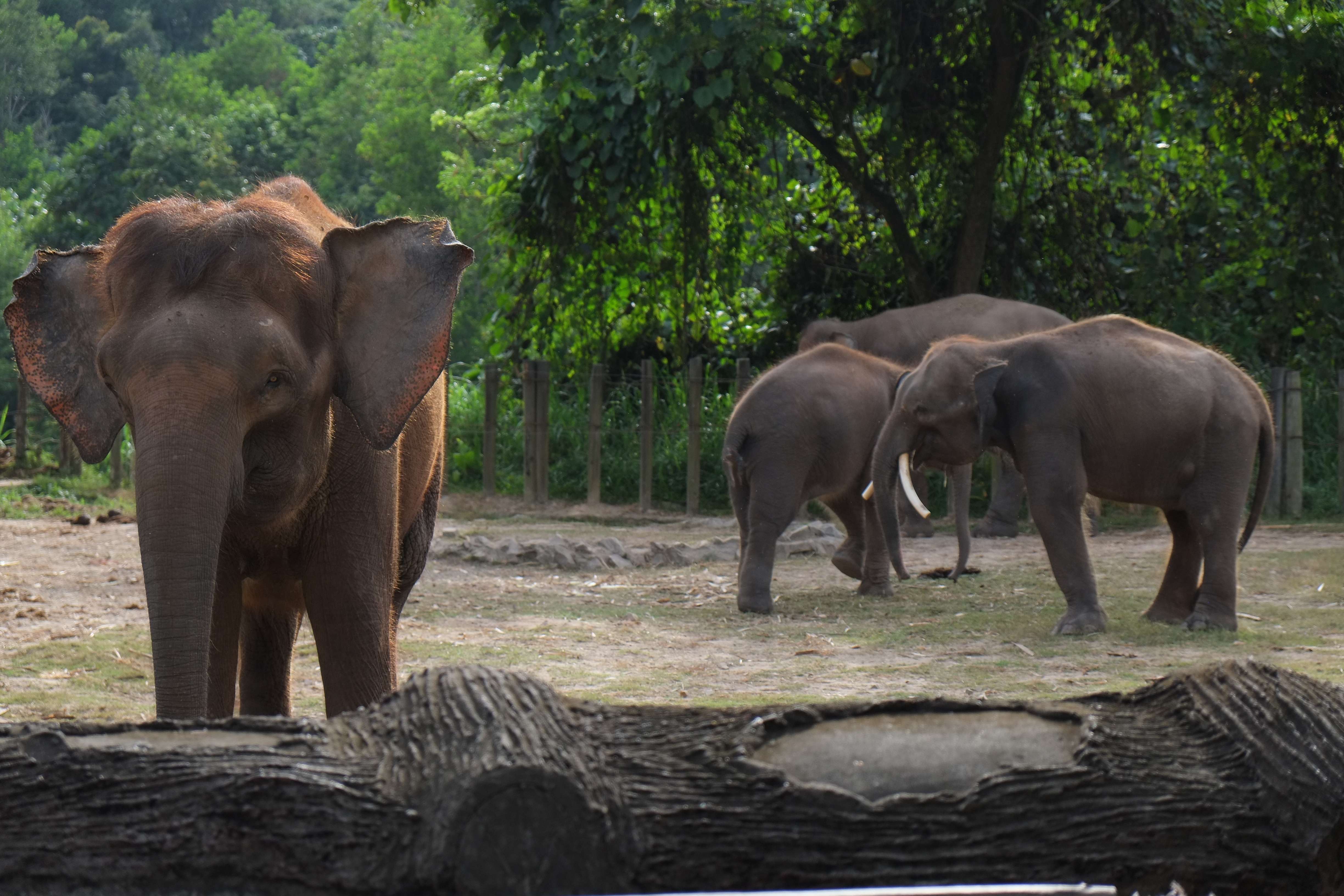 Discover the Lok Kawi Wildlife Park
