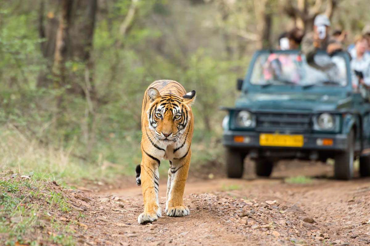 Experience Jungle Safari at Udaypur Wildlife Sanctuary