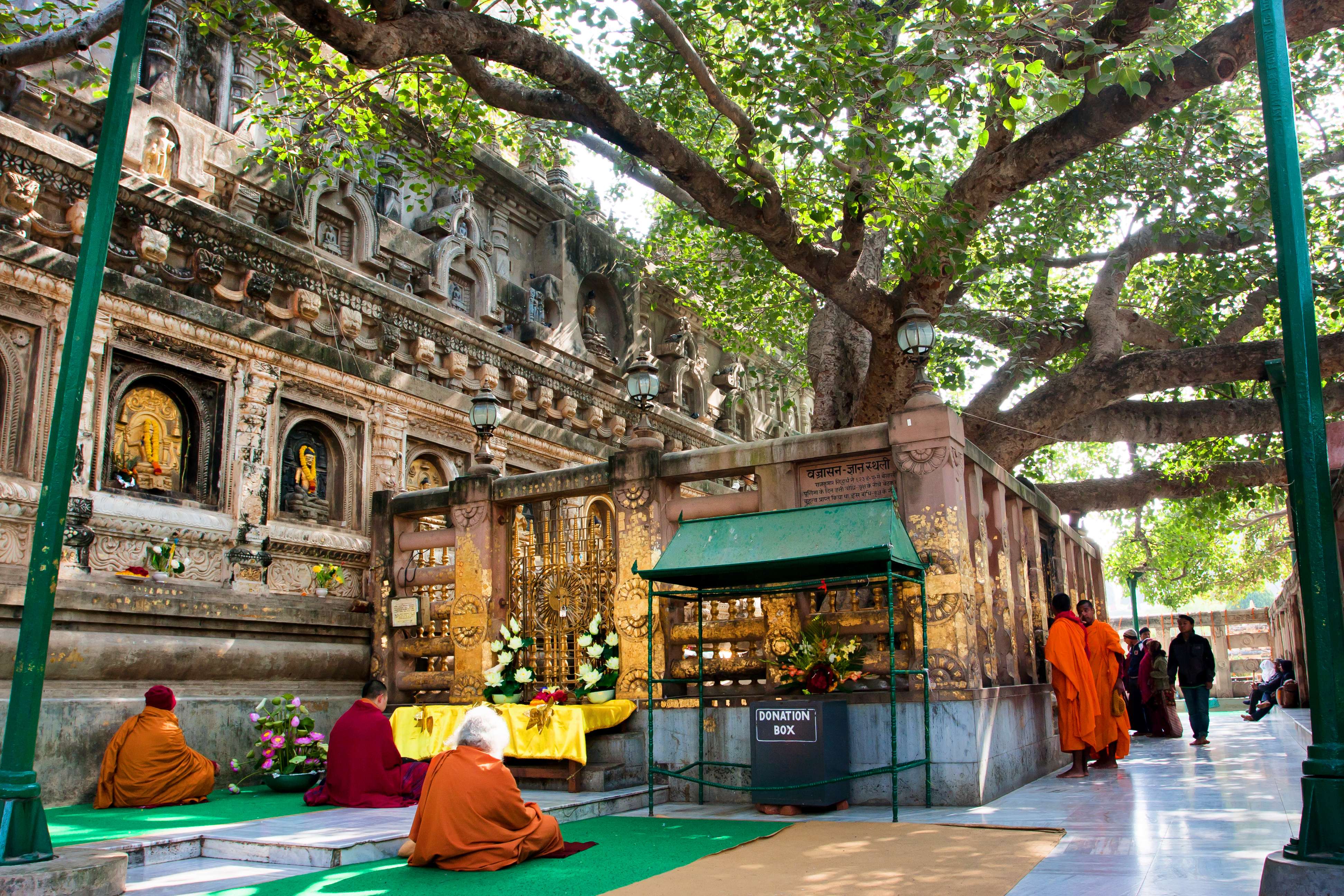 Bodhi Tree