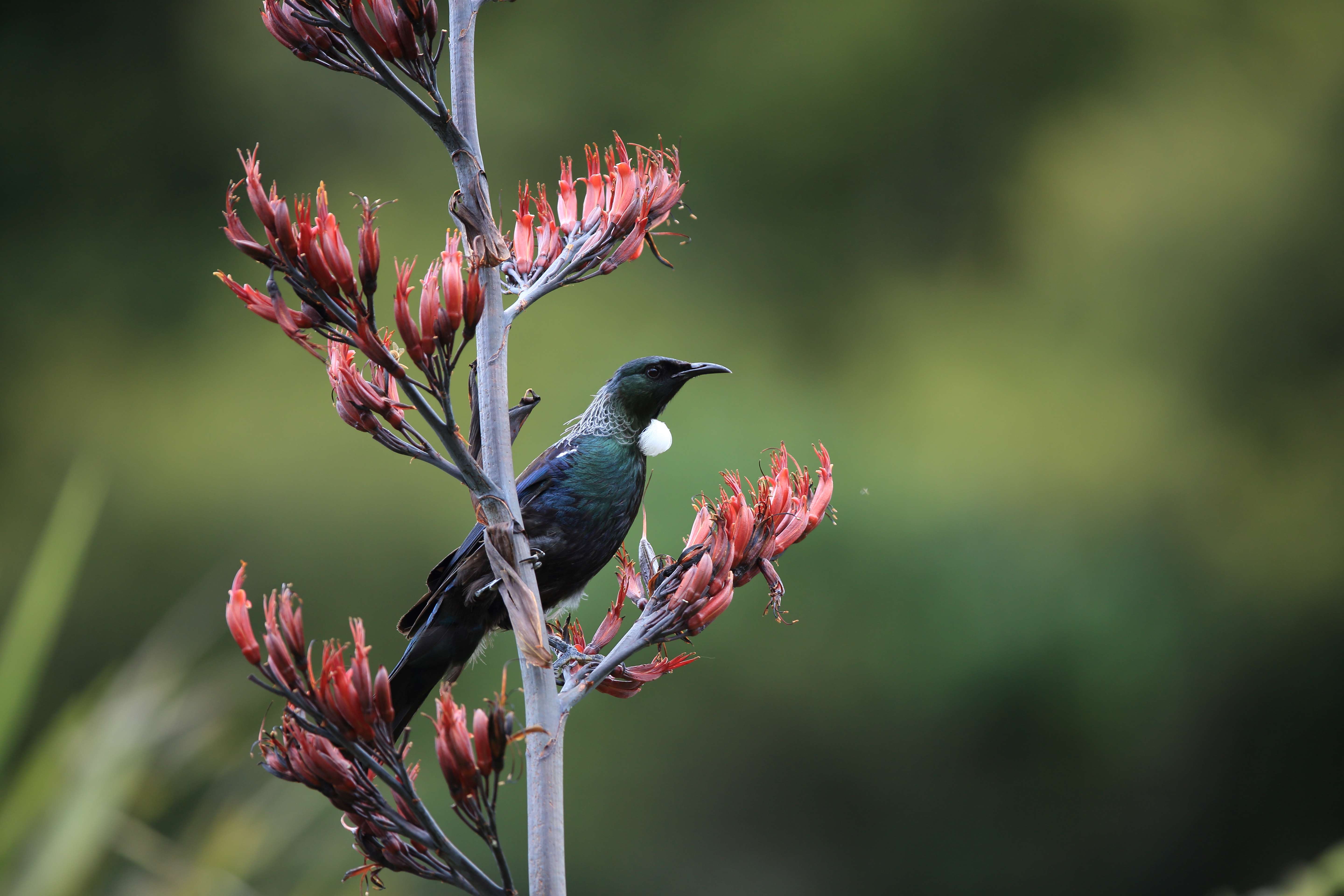 Enjoy Bird Watching at Stewart Island