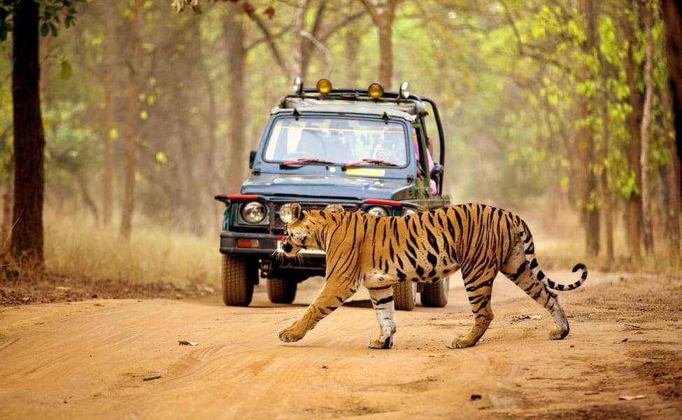 Valmiki Tiger Reserve Jeep Safari