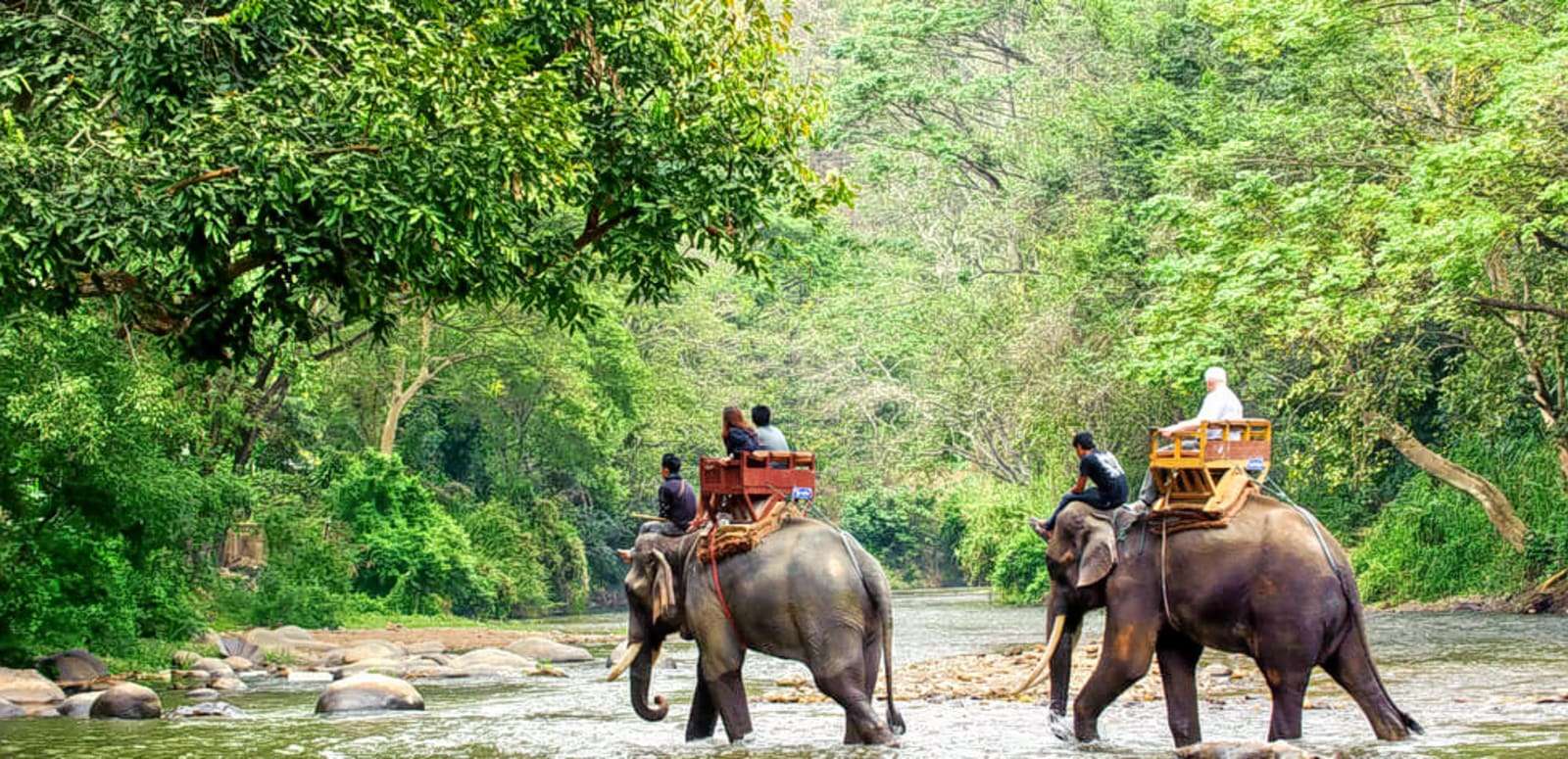 Elephant Safari in Valmiki Nagar