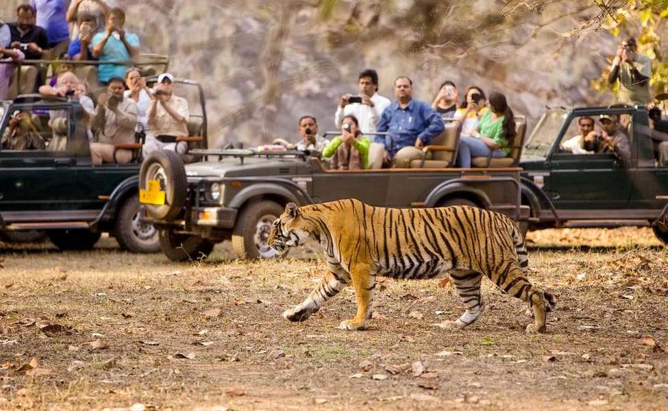 Go for Jungle Safari in Udaypur Wildlife Sanctuary