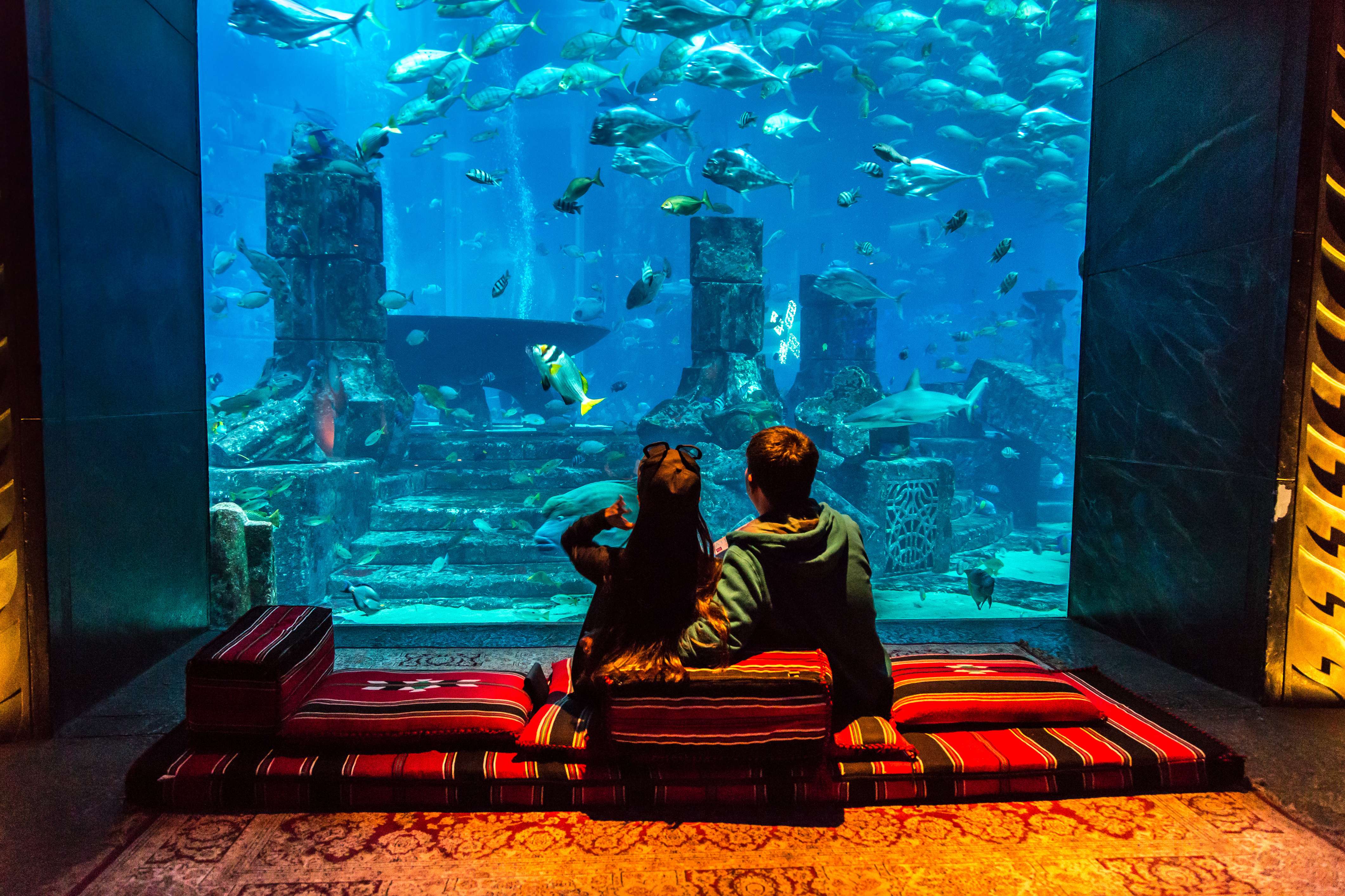 Explore The Underwater World at Dubai 