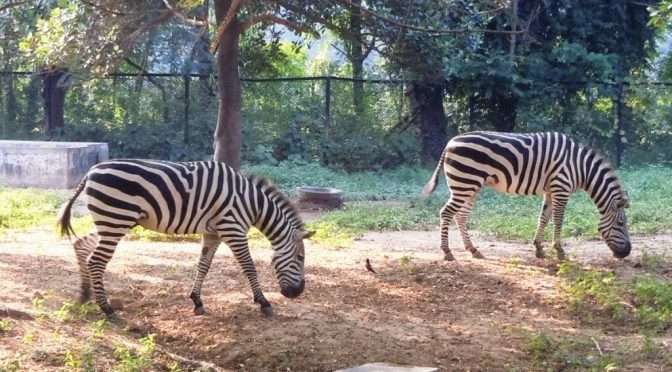 Sanjay Gandhi Biological Park, Patna 