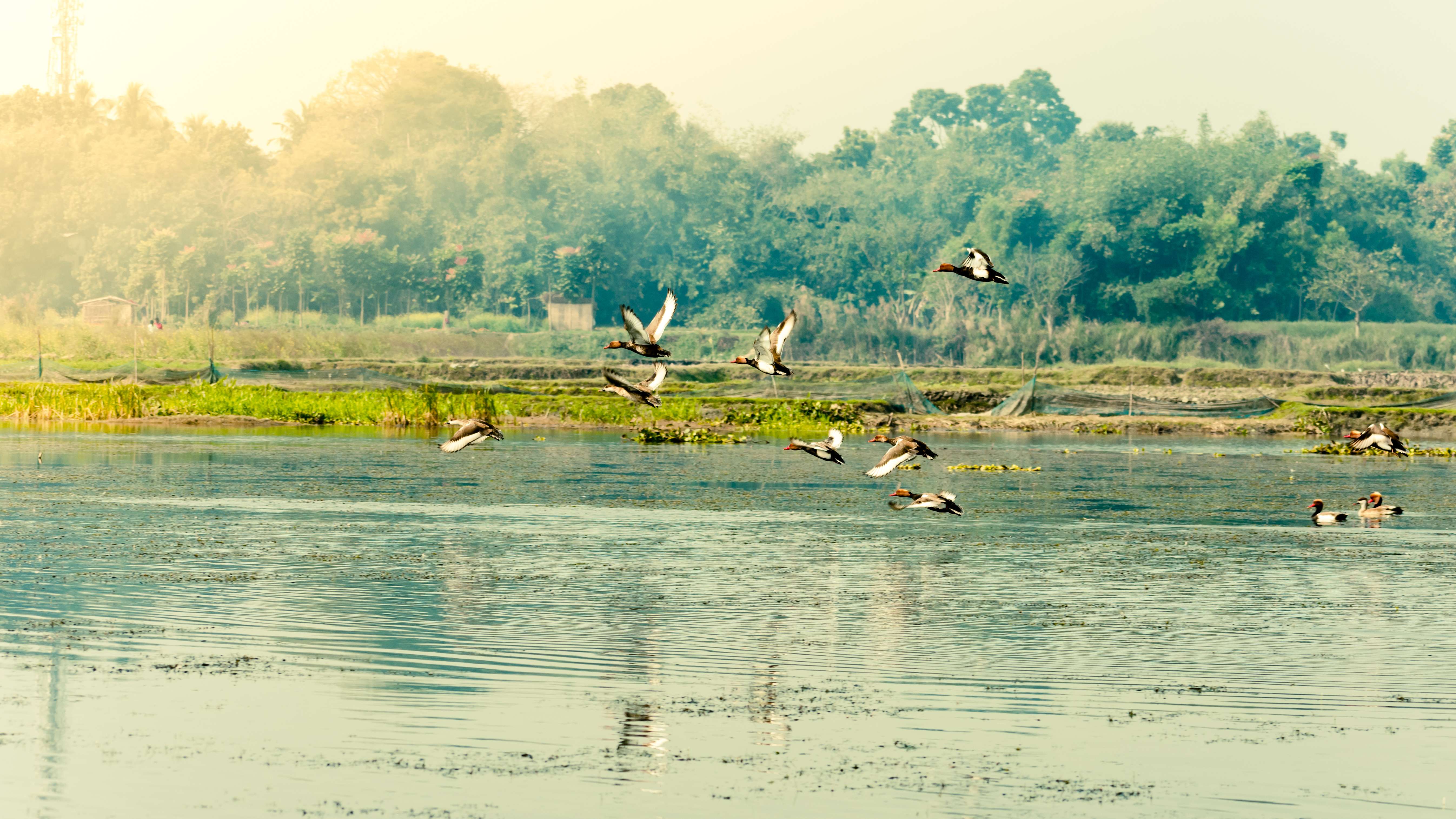 Udhwa Lake Bird Sanctuary