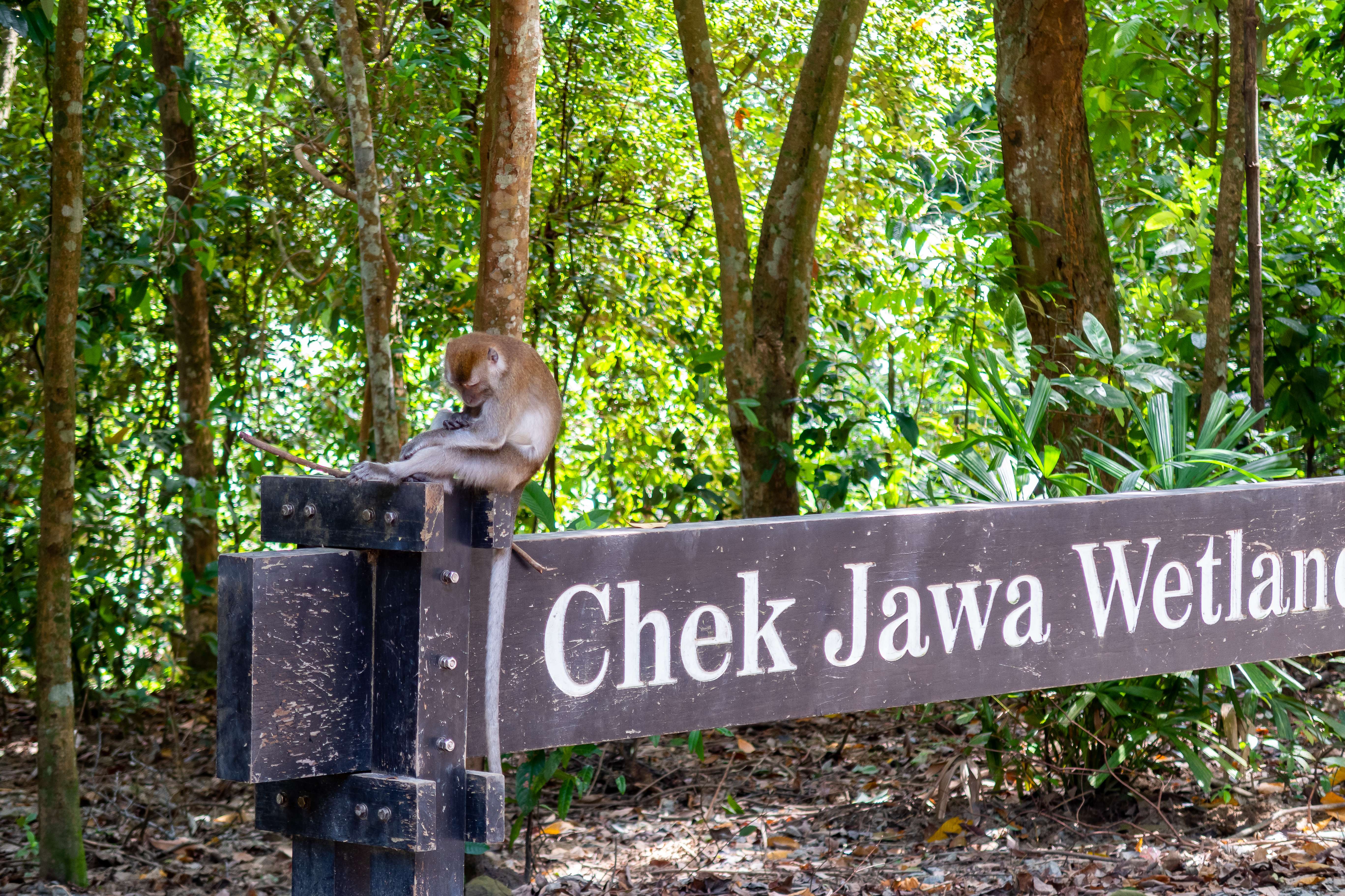 Spot Wildlife at Chek Jawa Wetlands