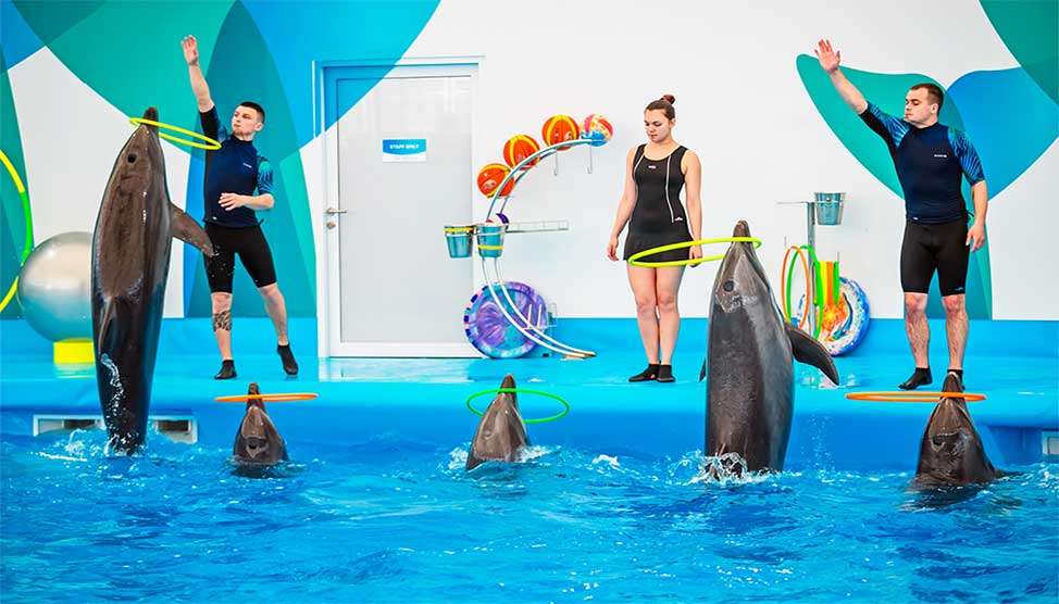 Dolphinarium Pattaya