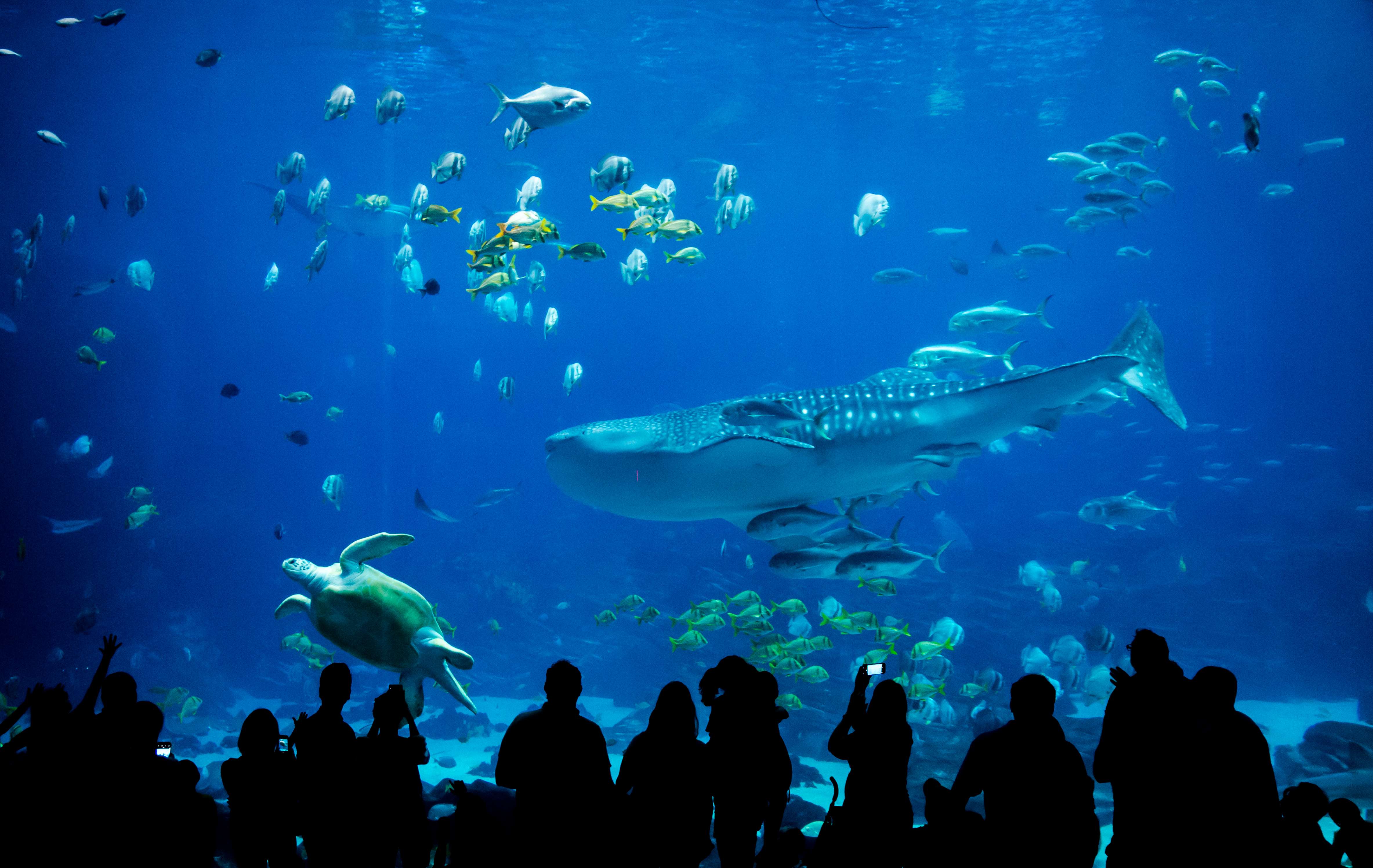 See Marine Life at Phuket Aquarium