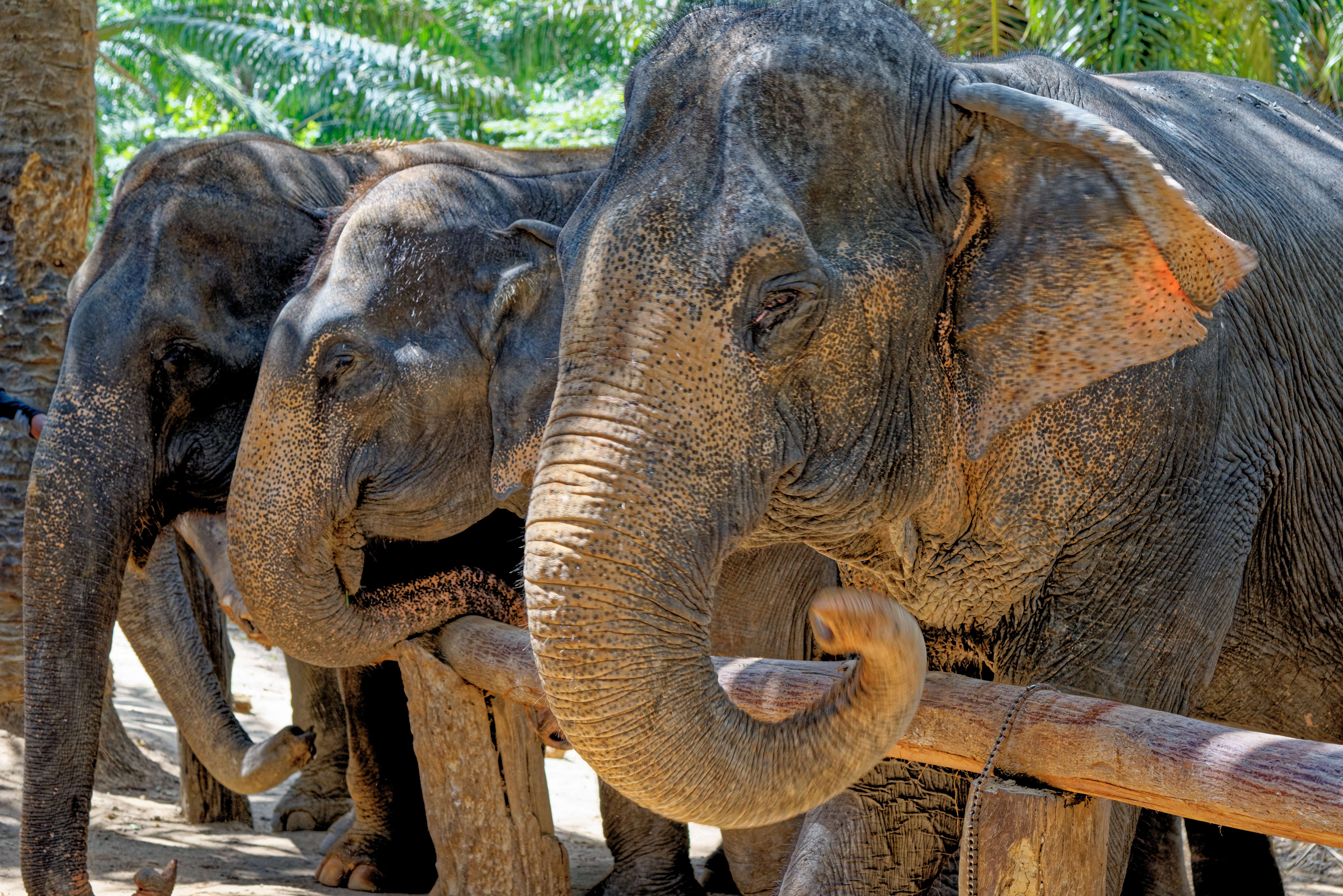 Spend a Day  at Phuket Elephant Jungle Sanctuary 