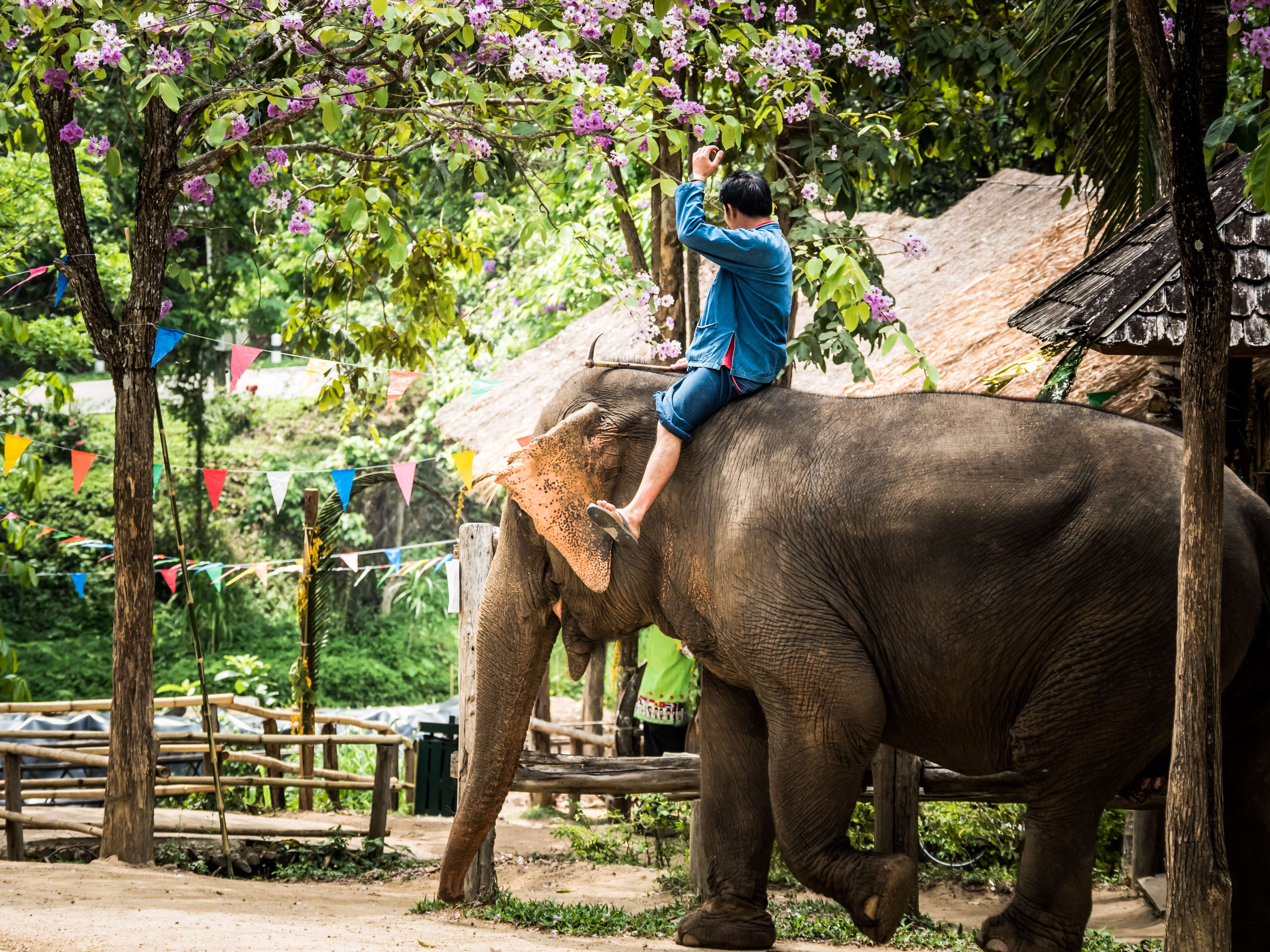 Elephant Conservation Centre