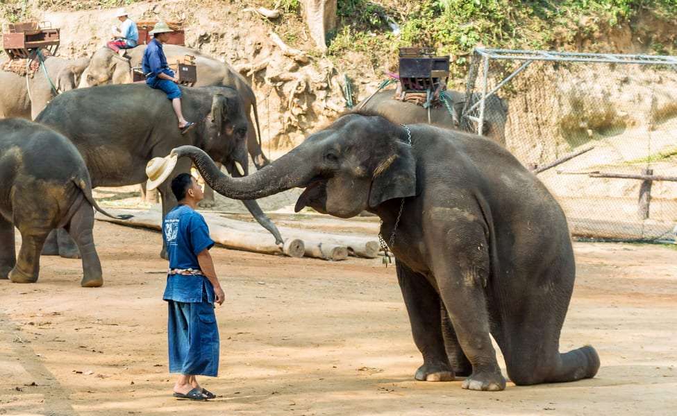 Playful Day With the Mammoth Creatures at Elephant Jungle Sanctuary Chiang Mai