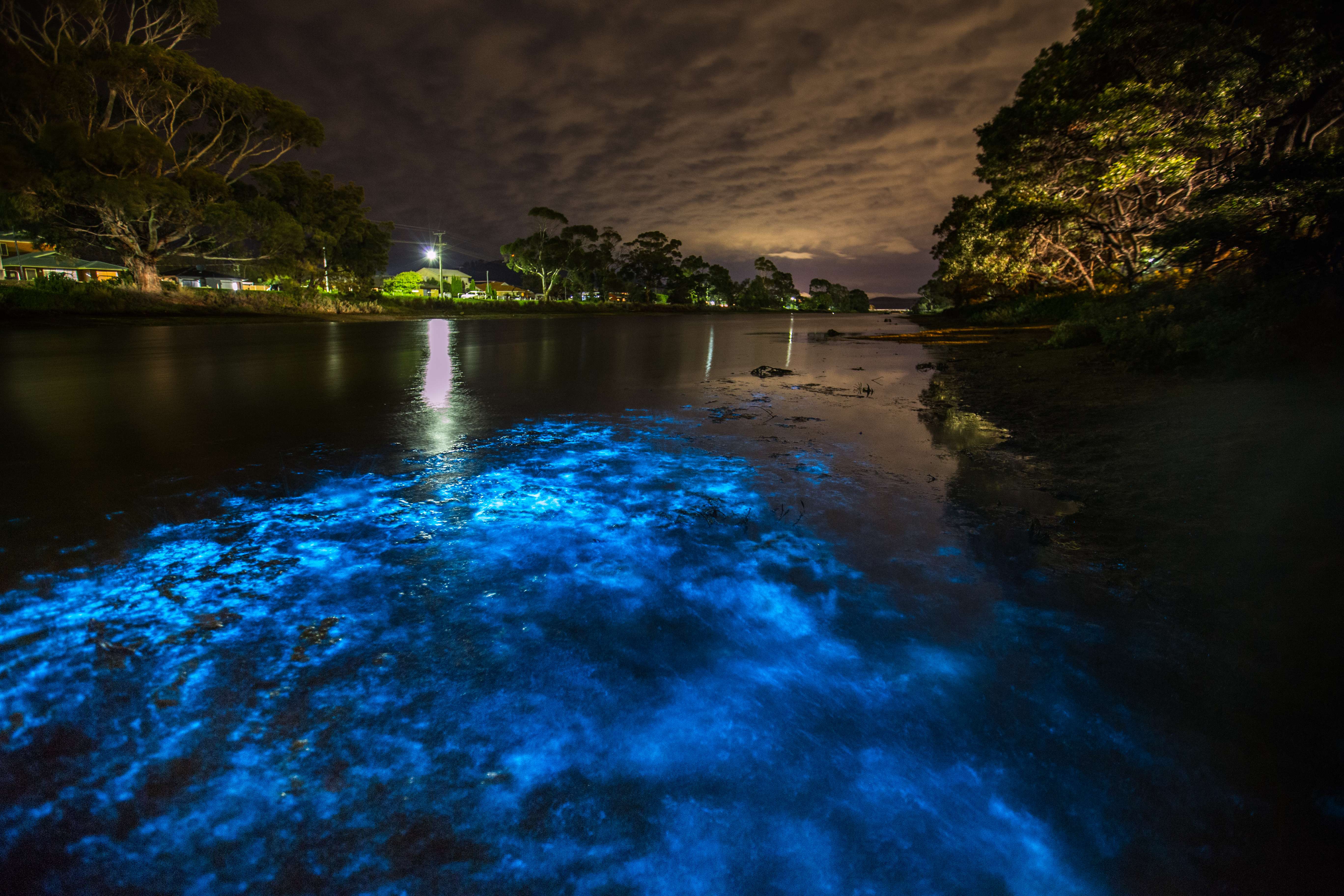 Swim in the Glow of Bioluminescent Plankton  