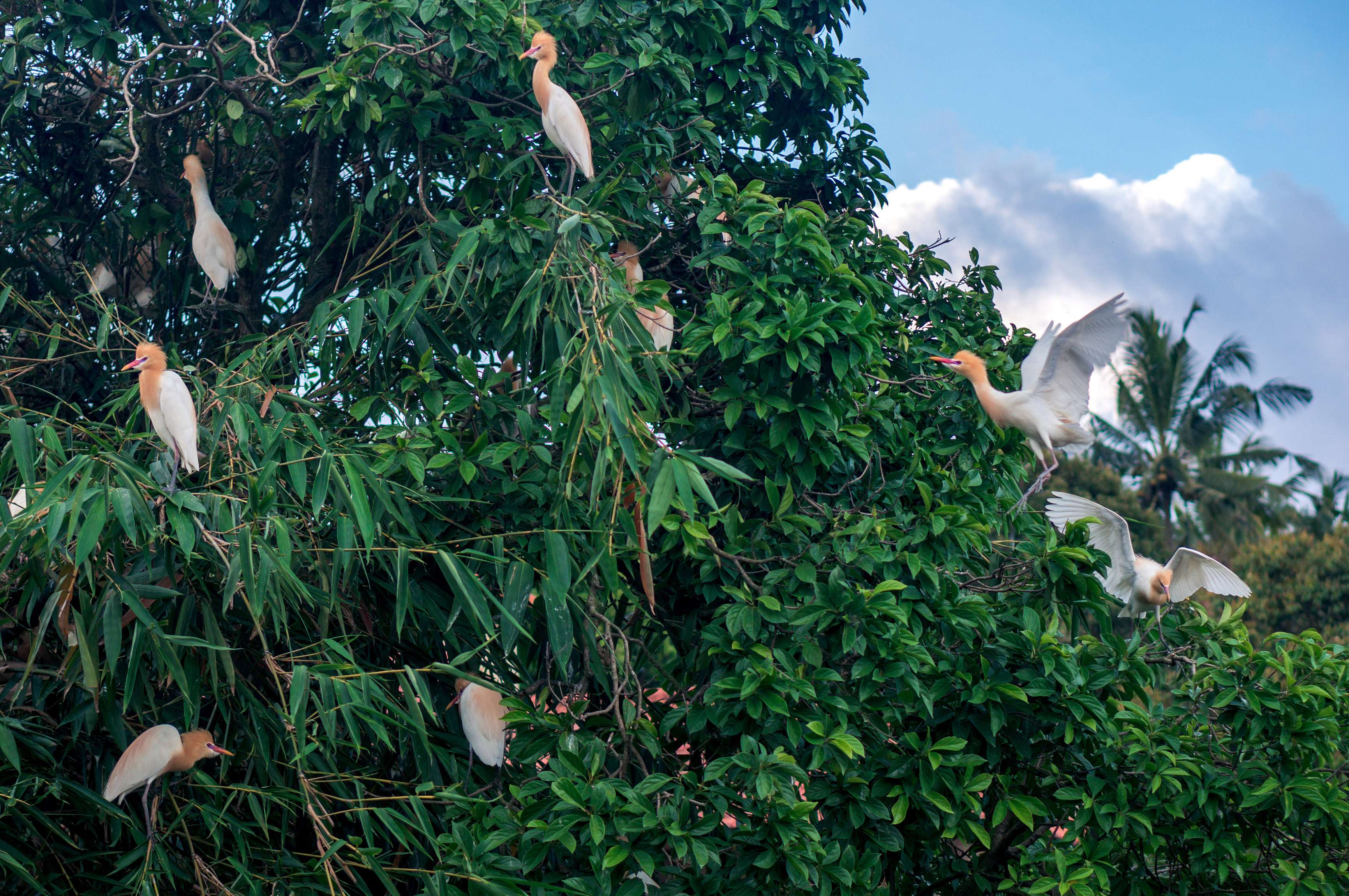 Bird Village of Petulu
